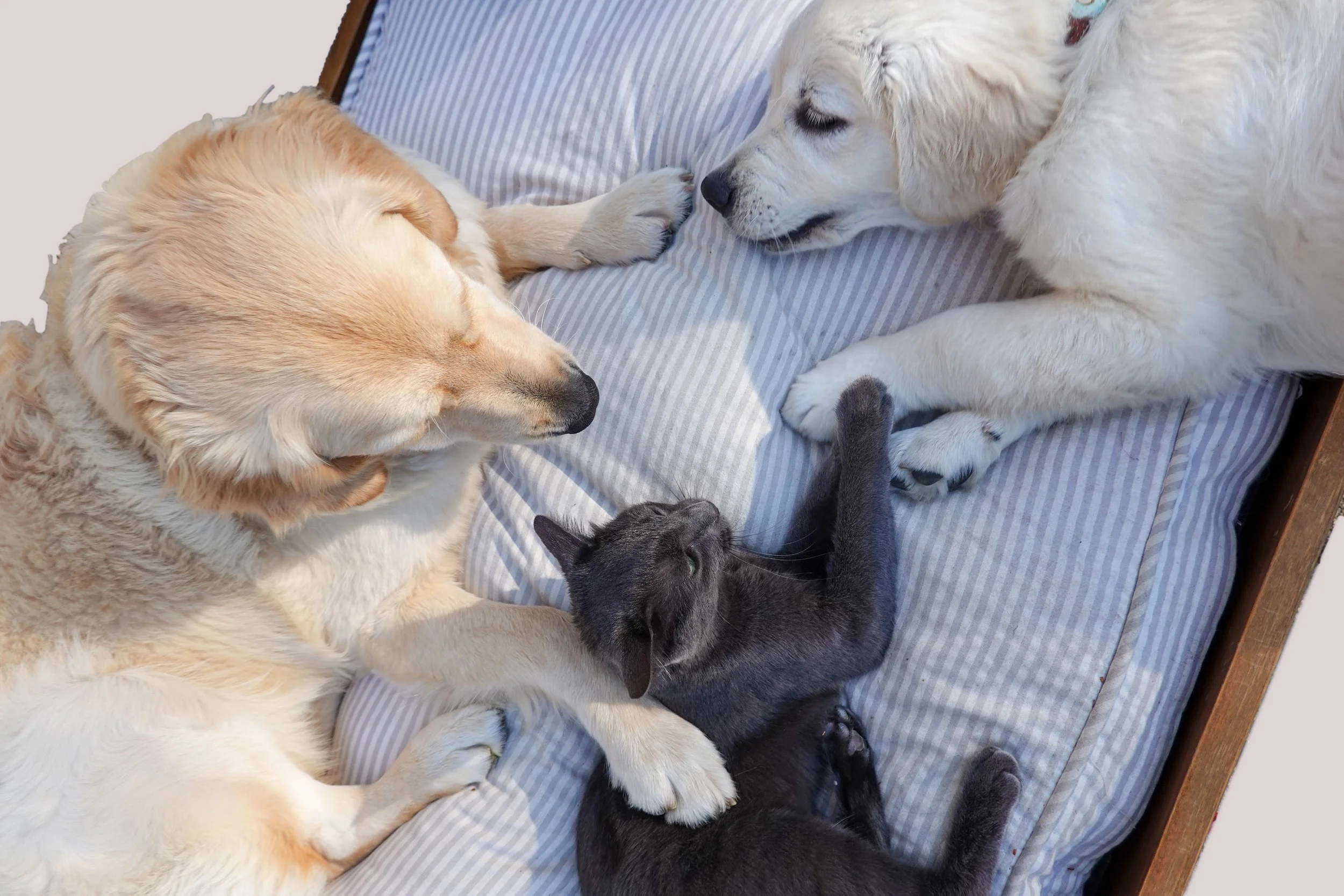 Blue Cross Animal Clinic