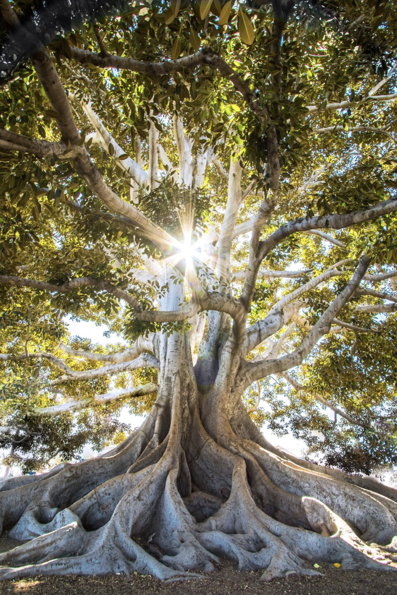 Screenshot 2024-01-12 at 2.03.58 PM copy.png