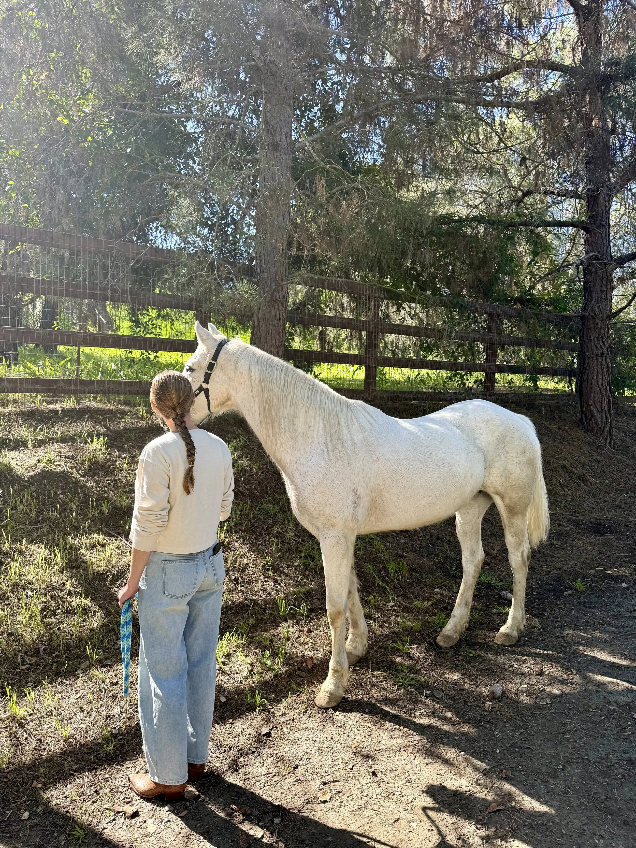 Reiki with Horses Half-Day Immersion