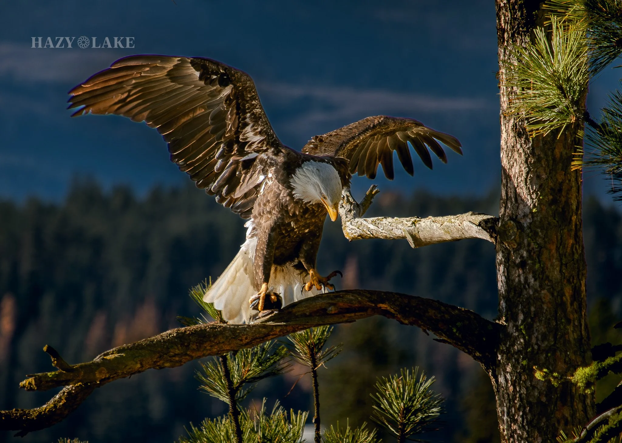 Higgins Point Eagles