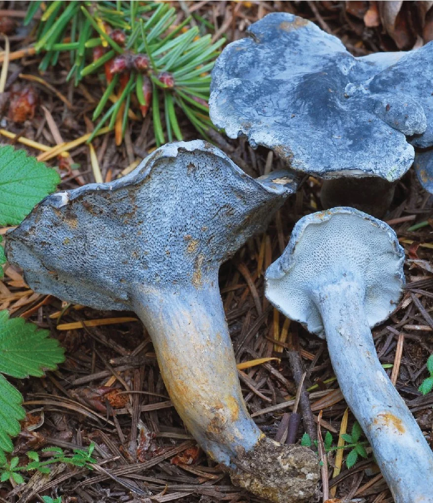 WC Rare Fungi Challenge poster-07.jpg