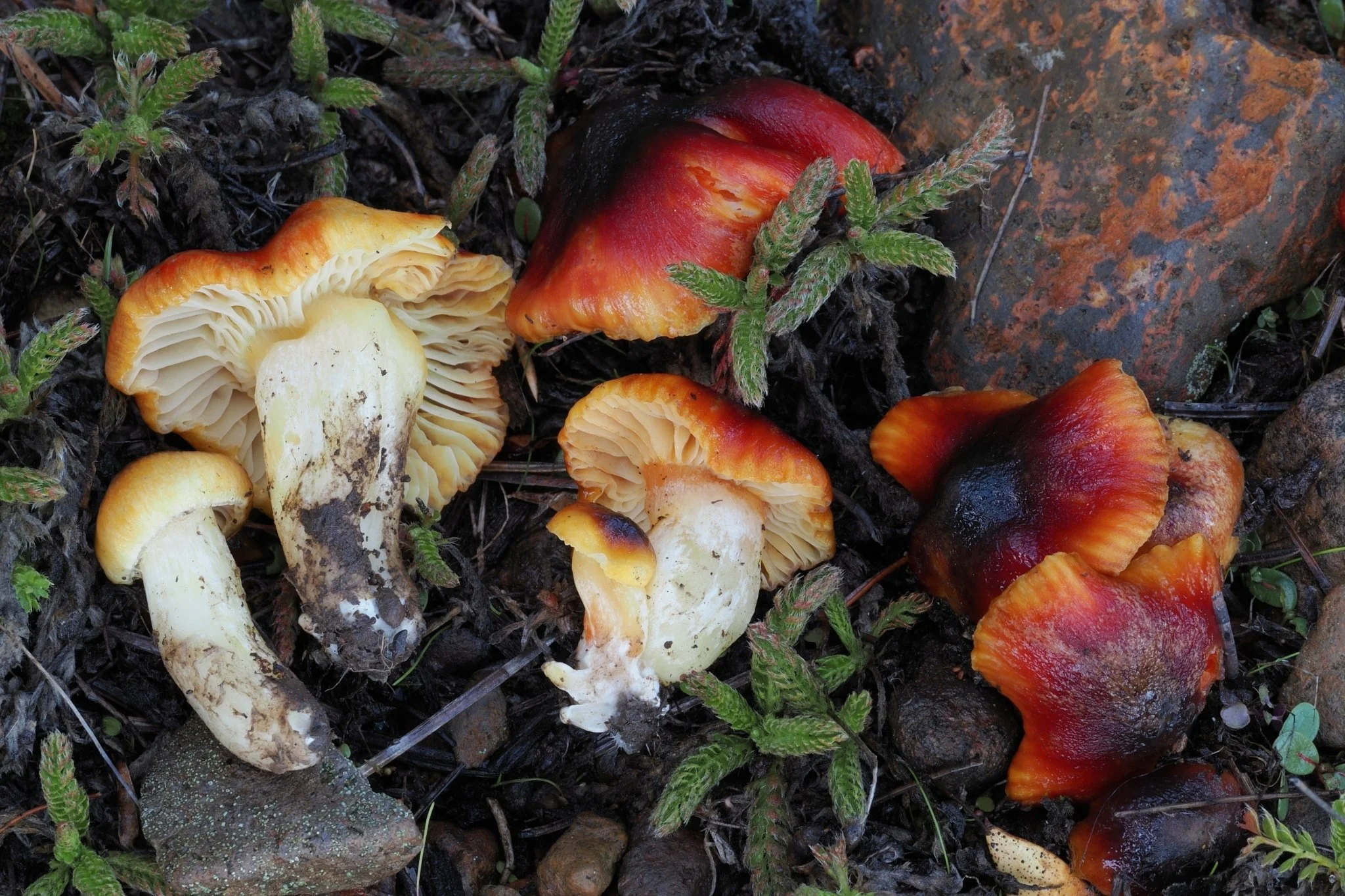 Hygrophorus by Warren Cardimona.jpeg