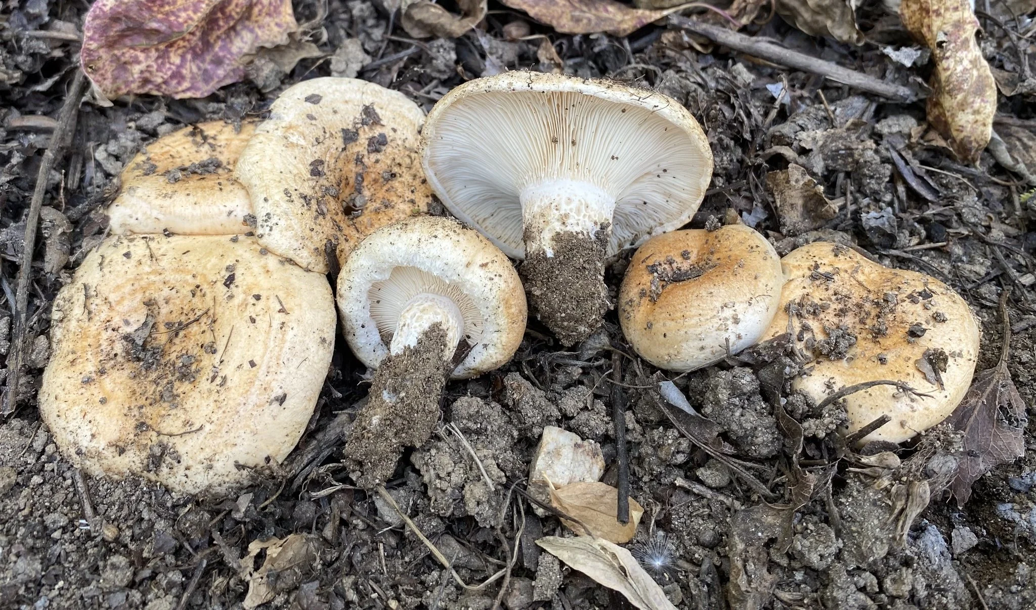 Lactarius pseudodelicatus by Ed Barge.jpg