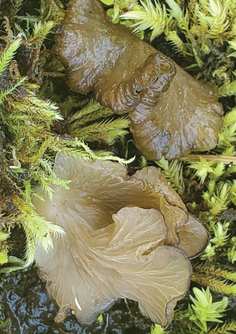 WC Rare Fungi Challenge poster-06.jpg