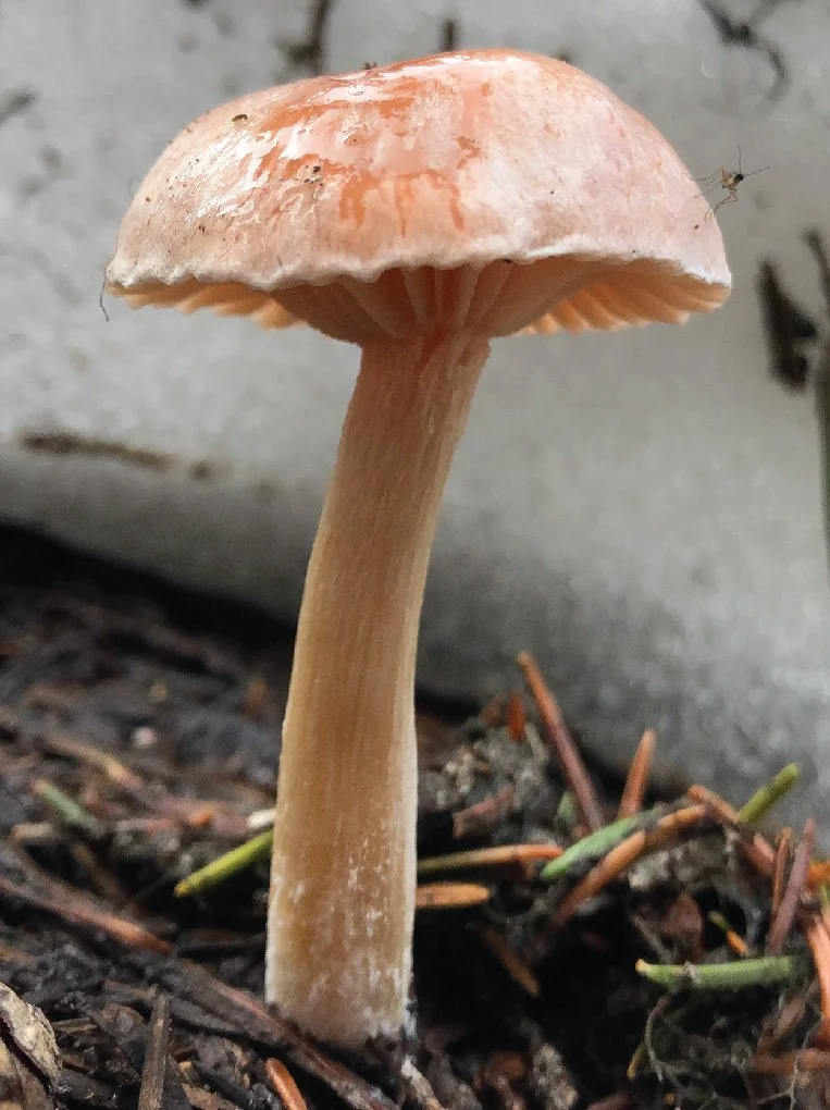 WC Rare Fungi Challenge poster-10.jpg