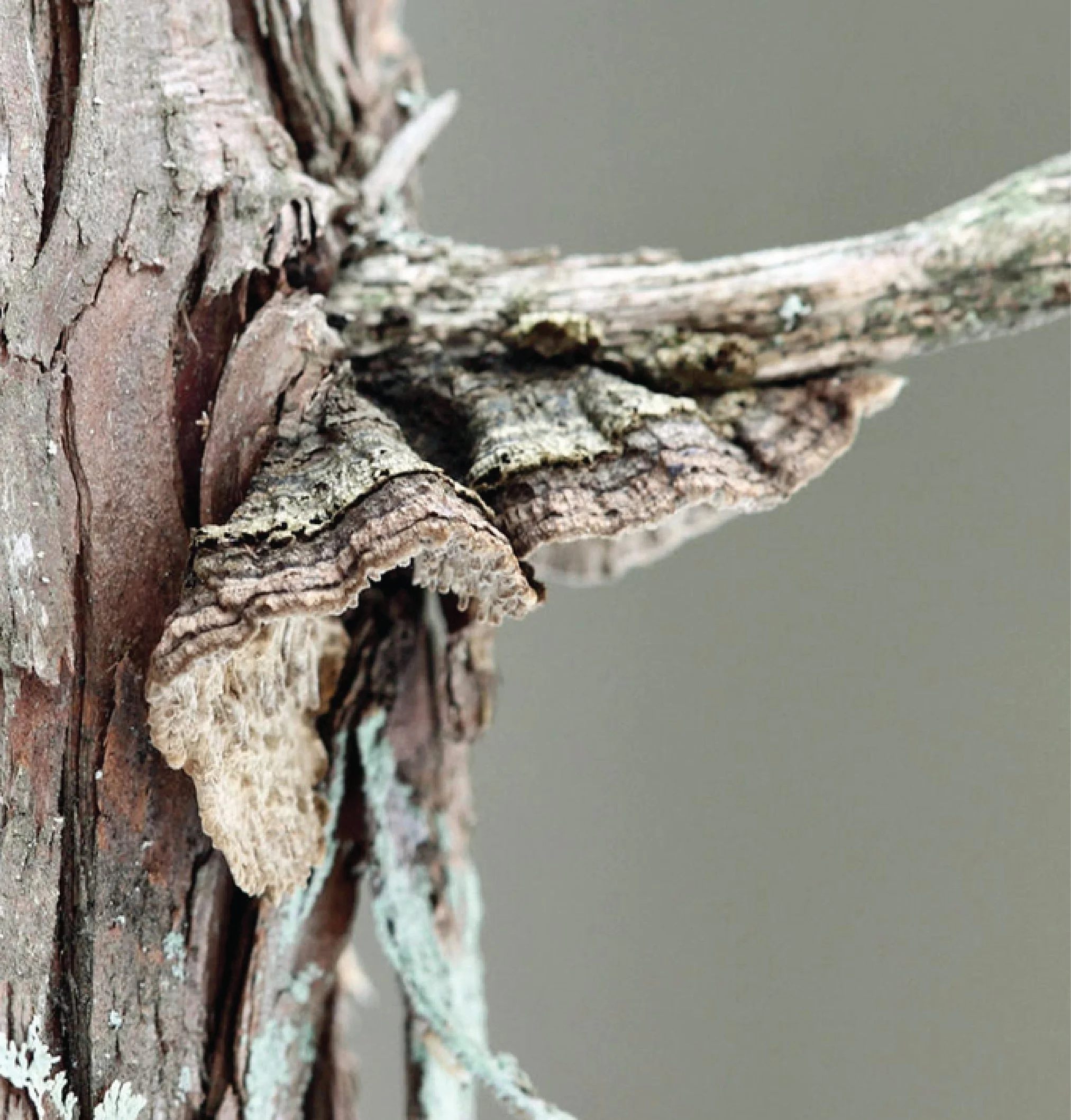 NE Rare Fungi Challenge-13.jpg