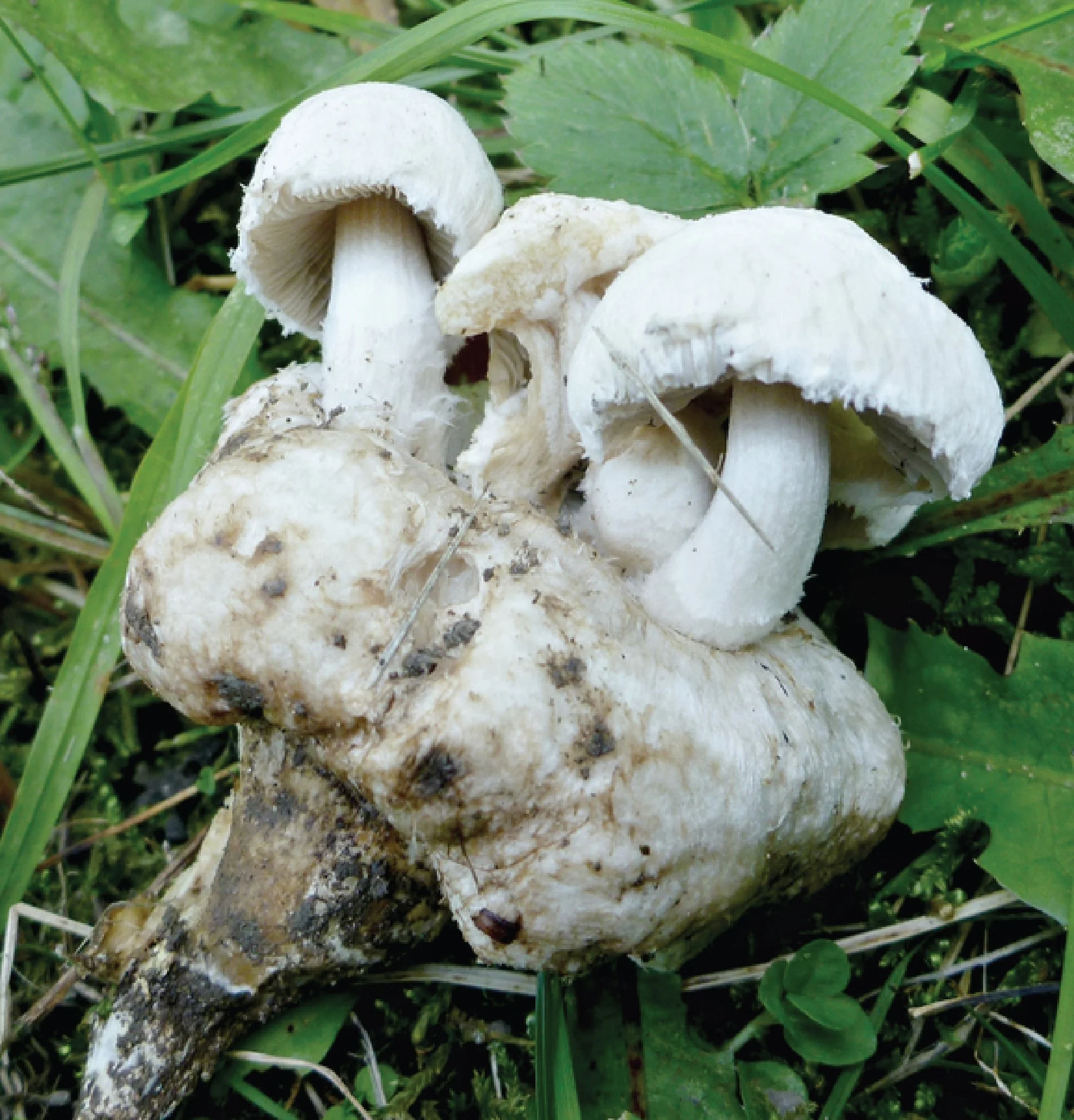 NE Rare Fungi Challenge-10.jpg