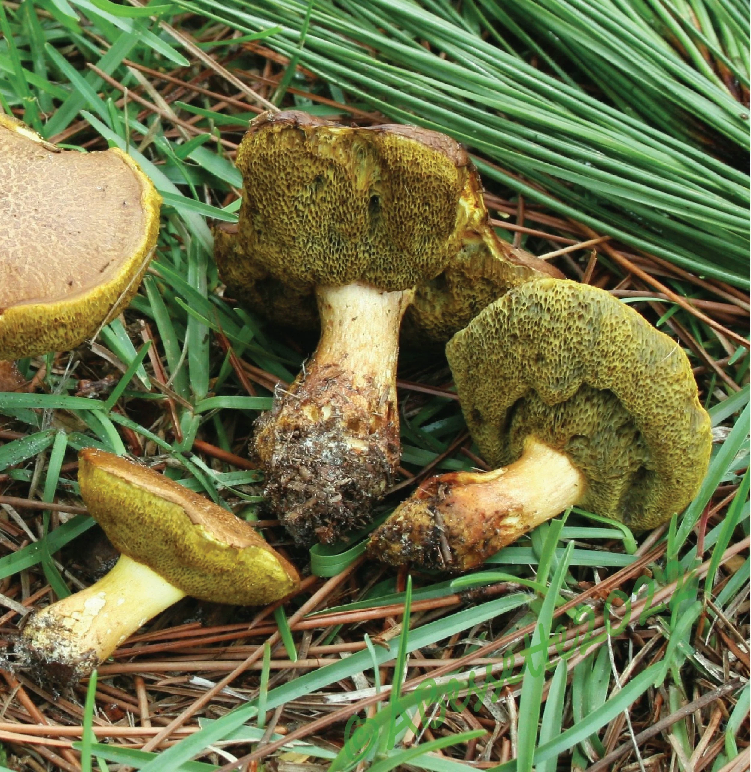 SE Rare Fungi-19.jpg