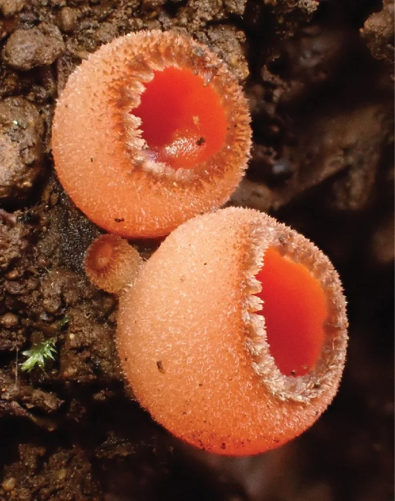 WC Rare Fungi Challenge poster-09.jpg