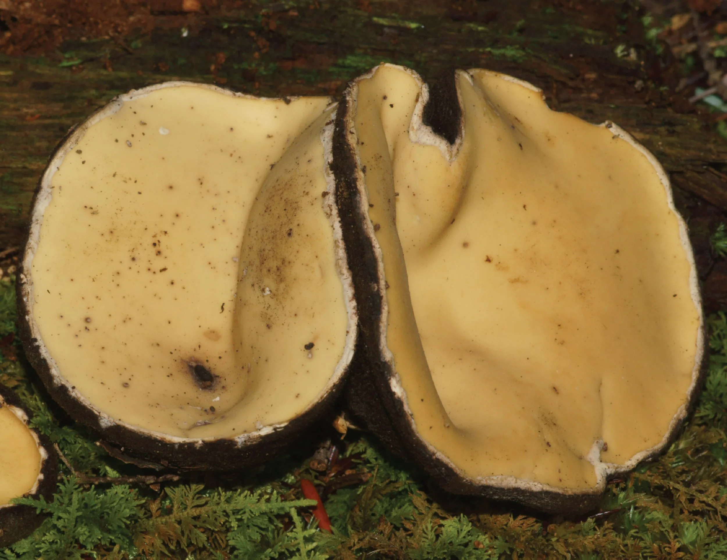 SE Rare Fungi-04.jpg