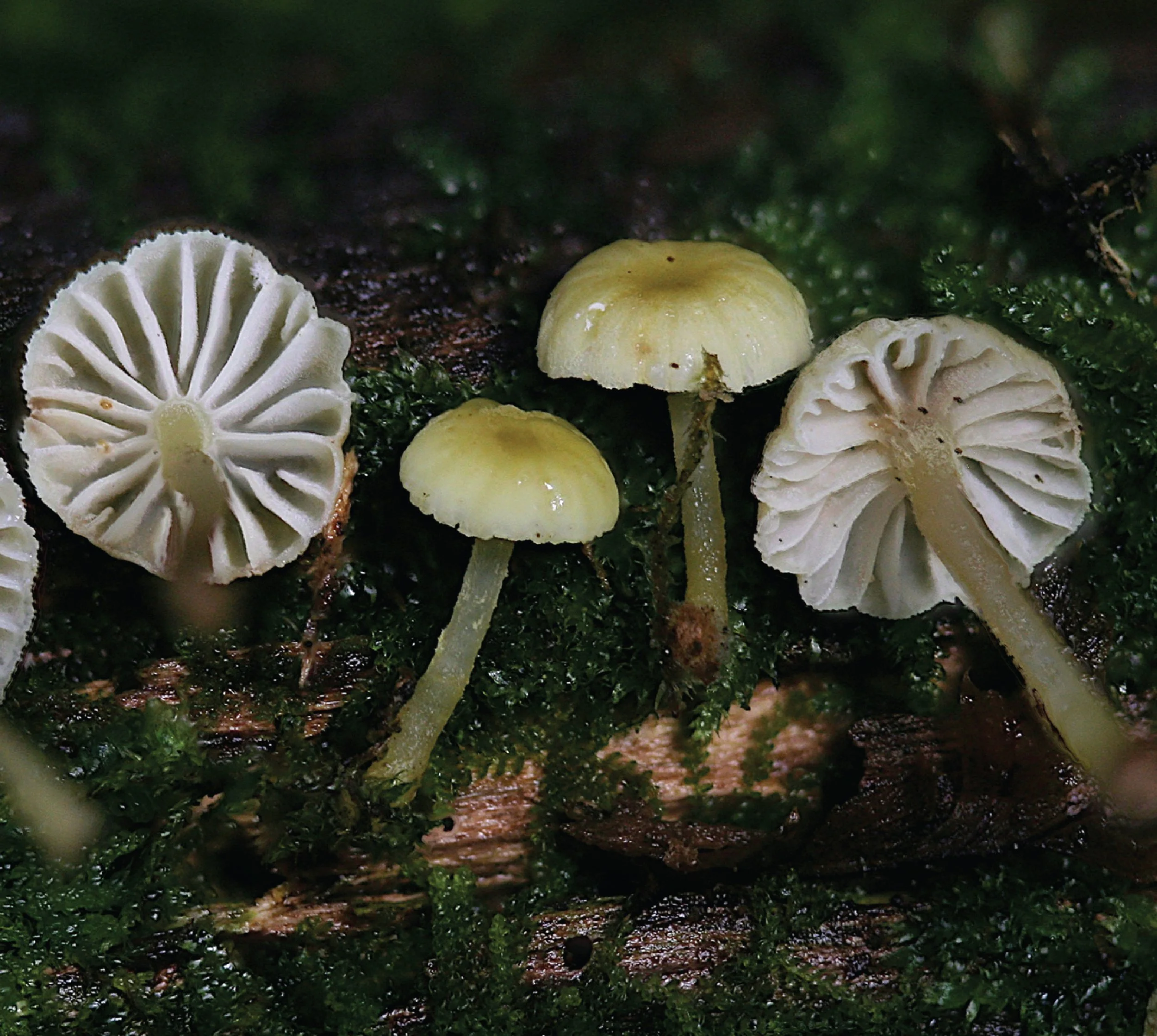 Rare Fungi Challenges — Fungal Diversity Survey