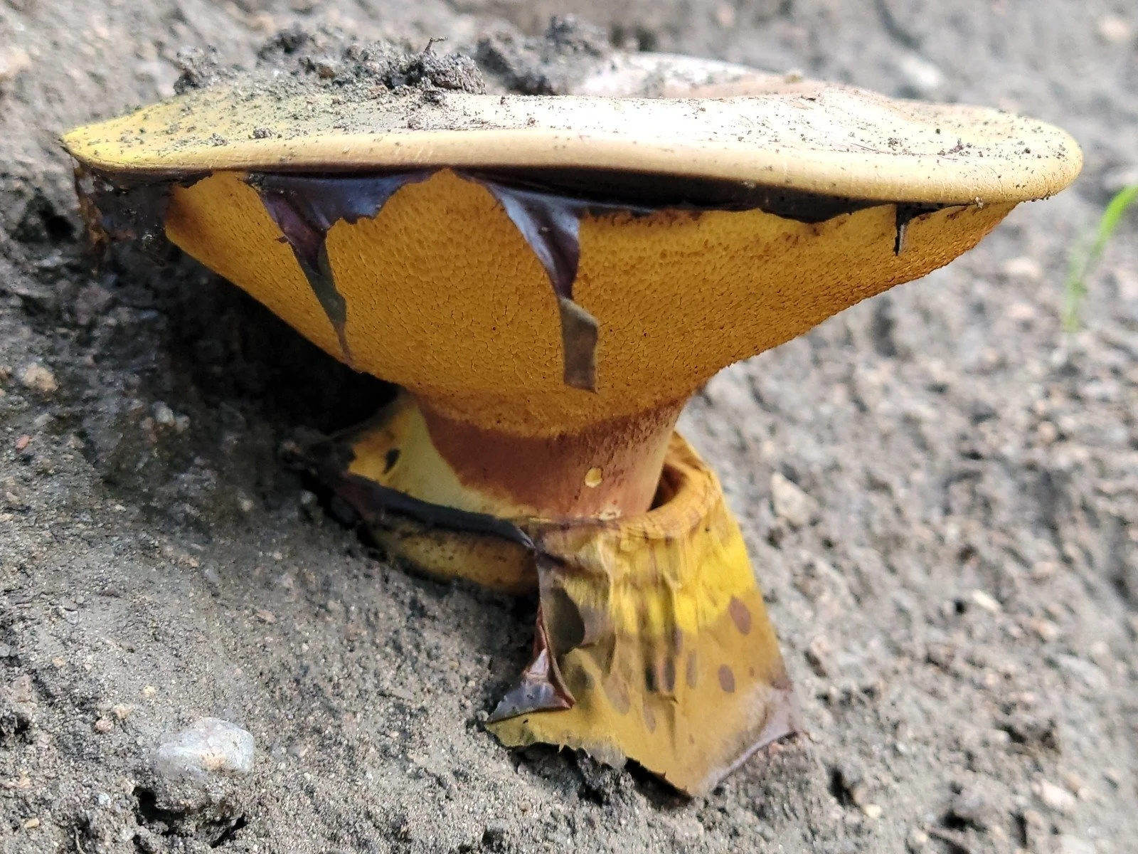 Paragyrodon sphaerosporus by Sebastian Taibibi.jpeg