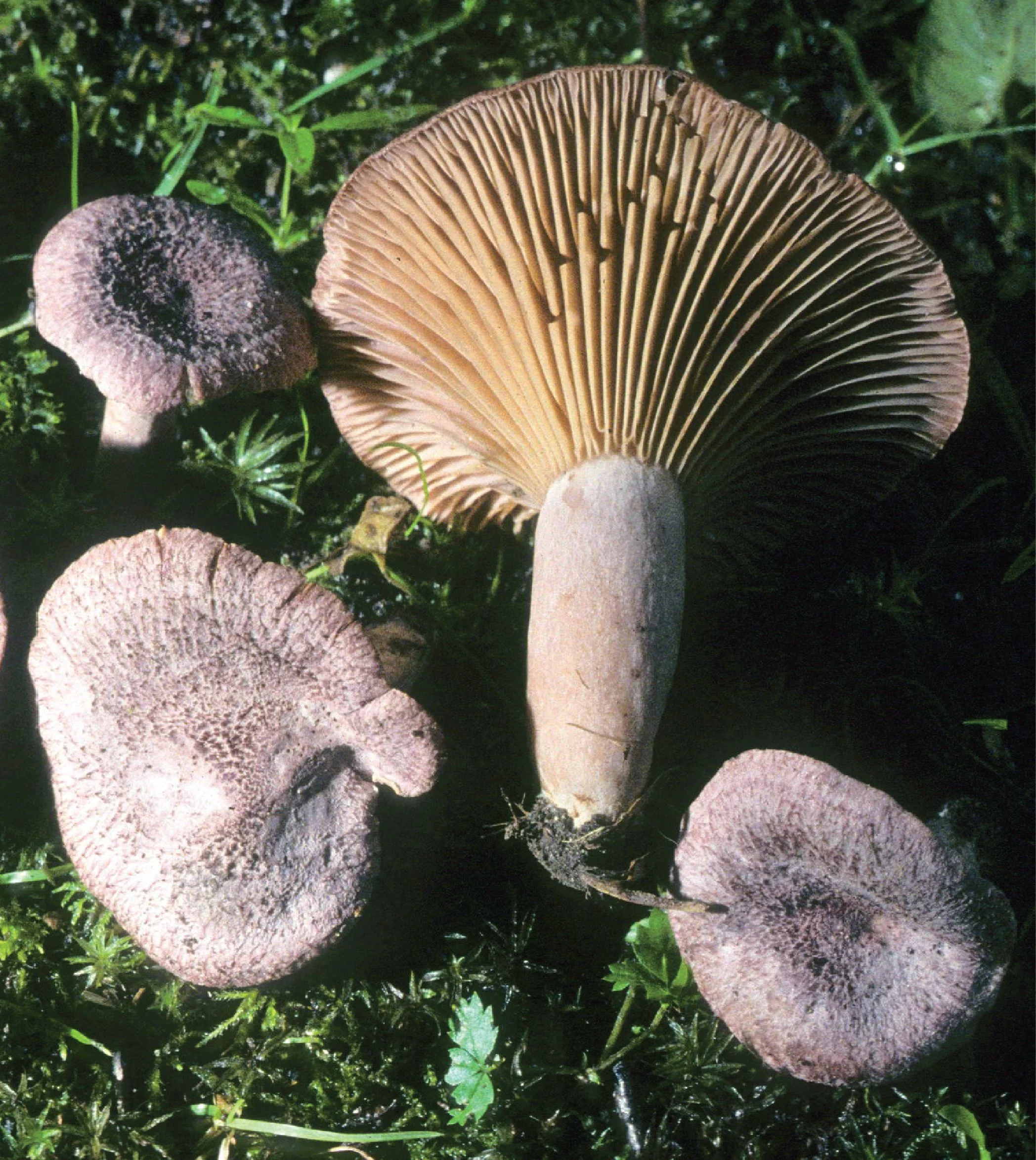 SE Rare Fungi-09.jpg