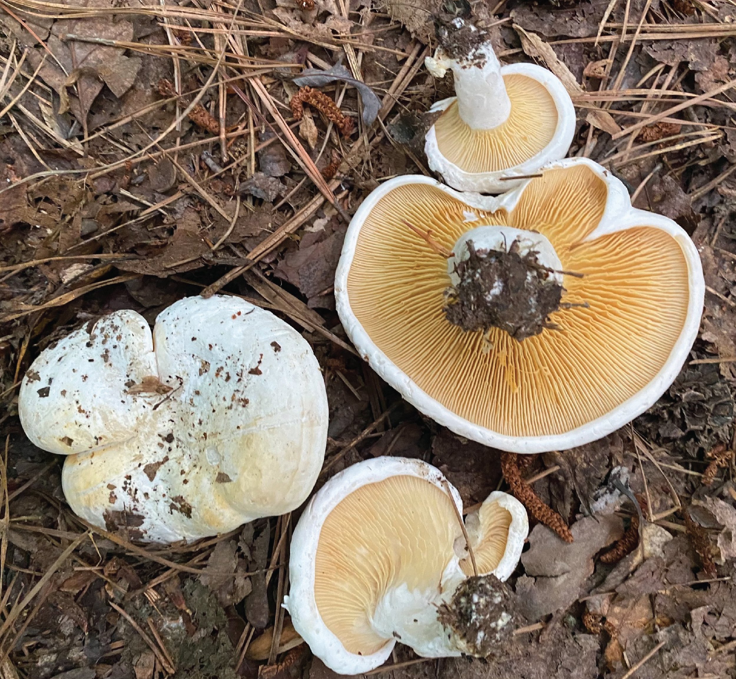 SE Rare Fungi-05.jpg