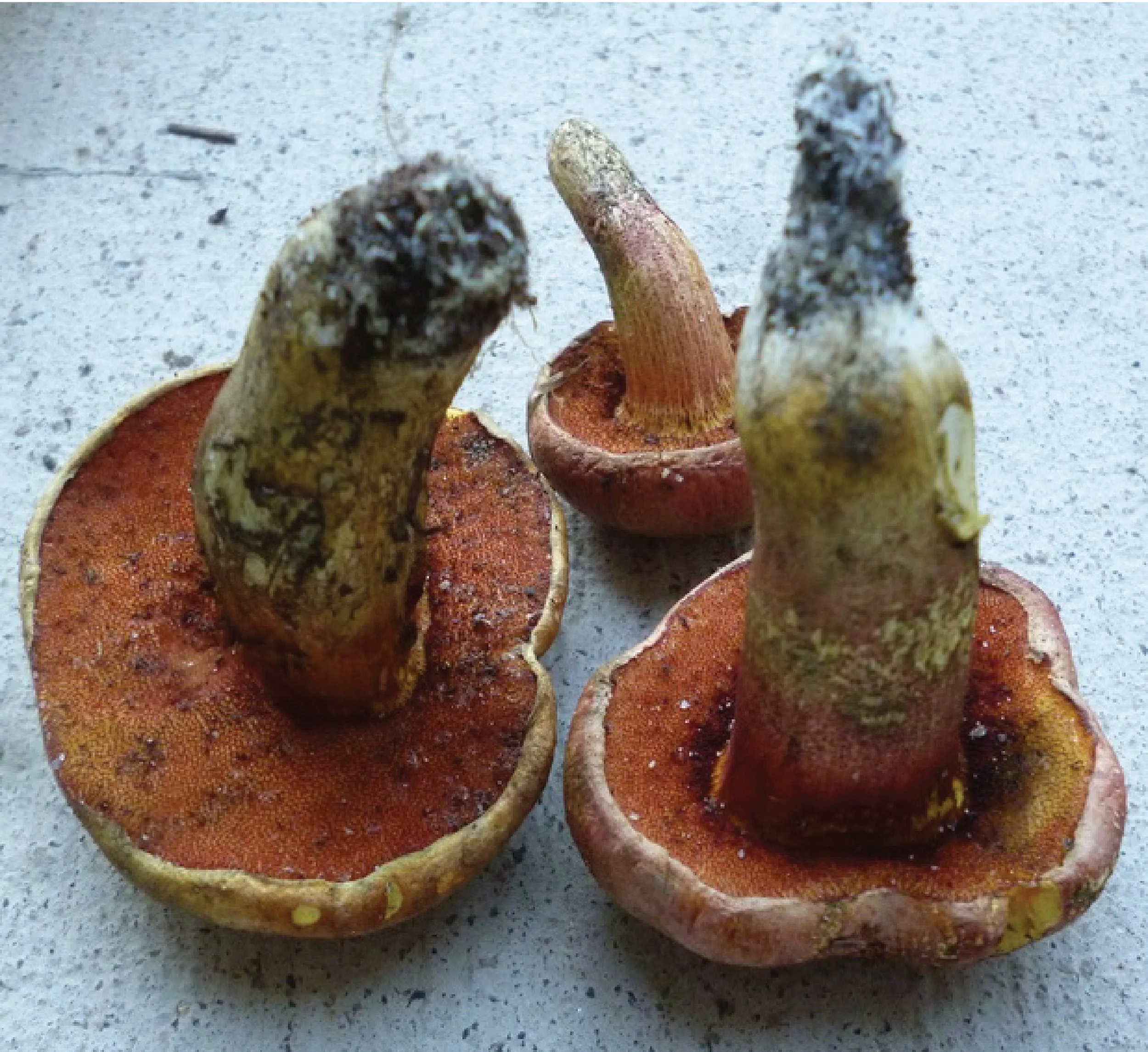 SE Rare Fungi-16.jpg
