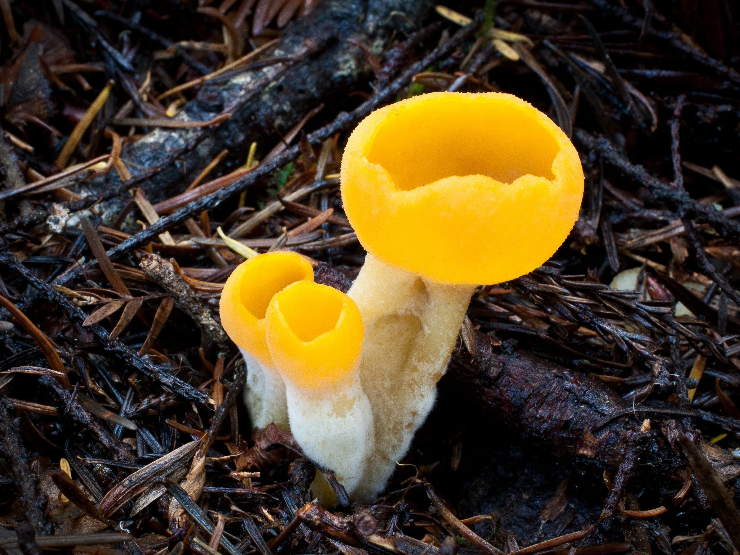 Sowerbyella rhenana MGW872 (Mendo-Co_20101113_13)-Edit.jpg