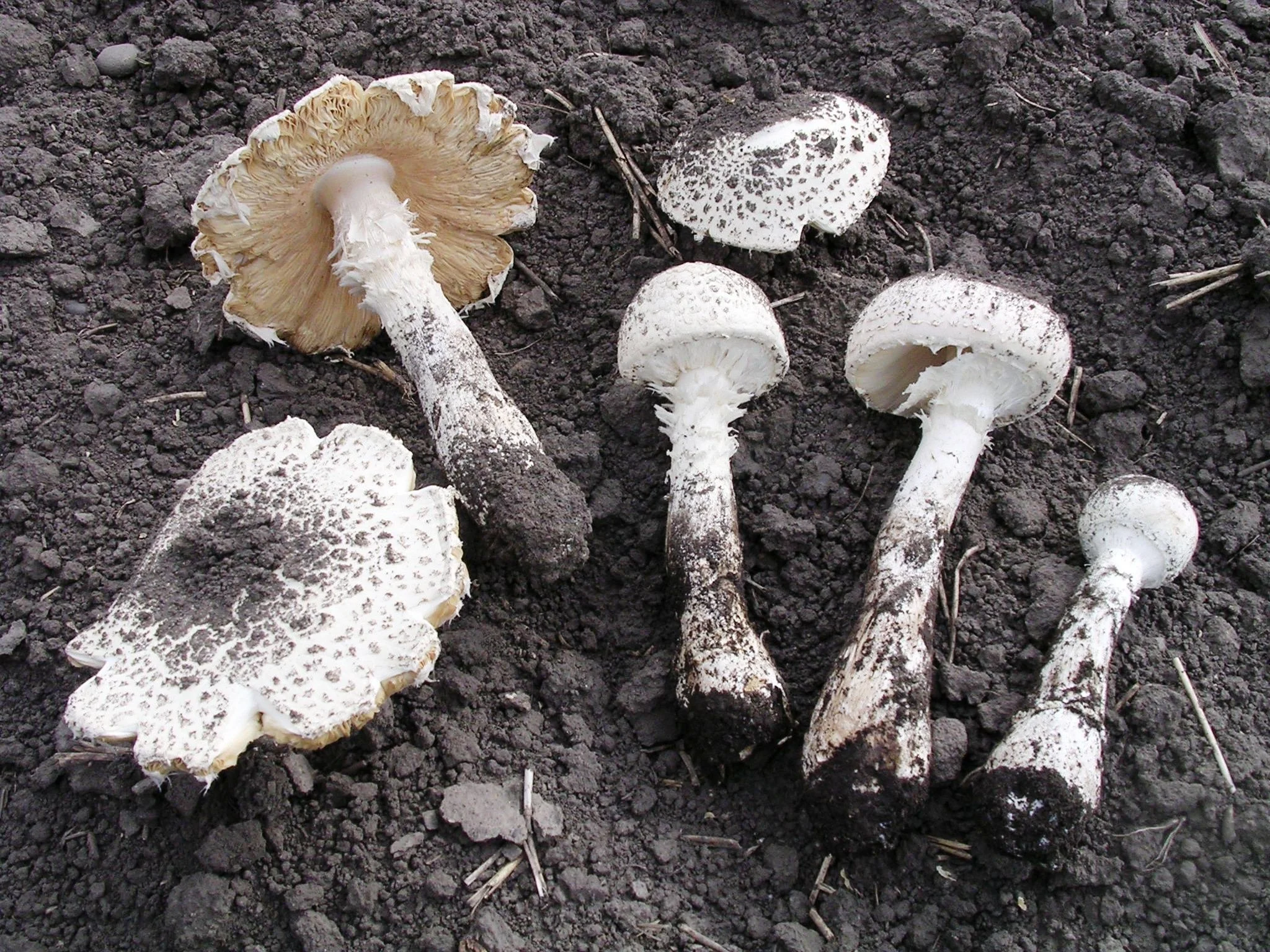 Amanita prairiicola CLC 1977 ccripps.JPG