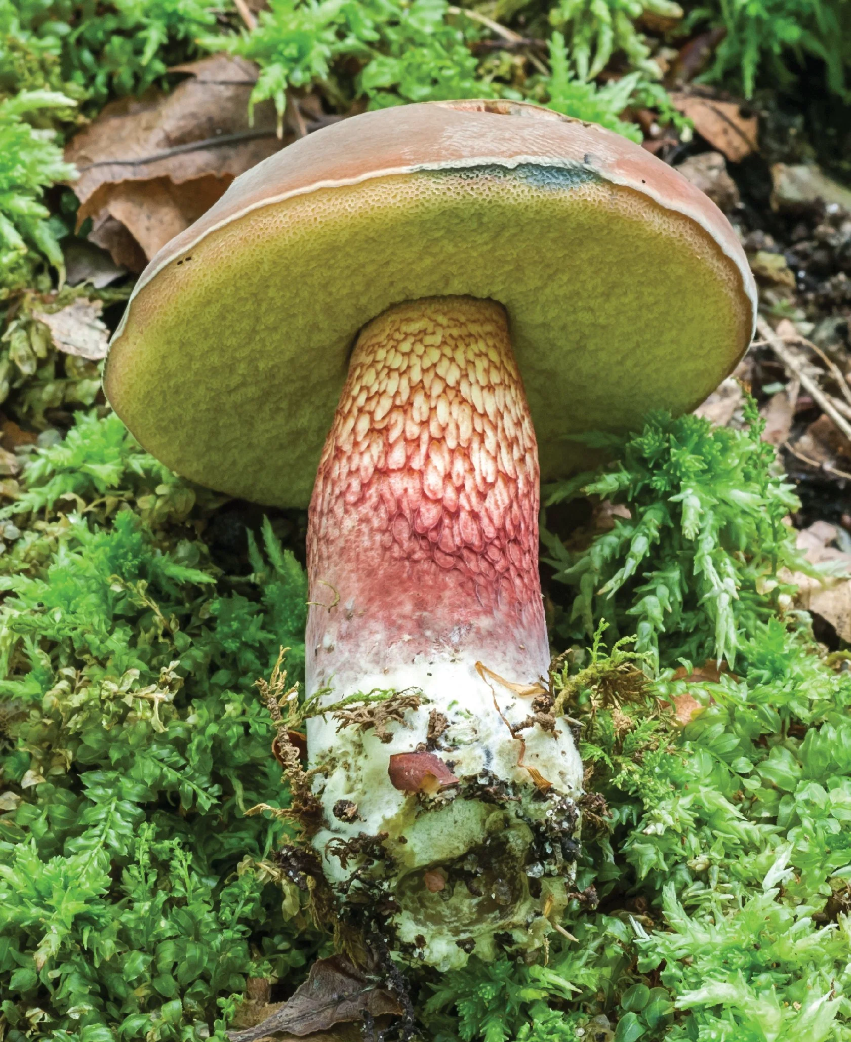 NE Rare Fungi Challenge-01.jpg