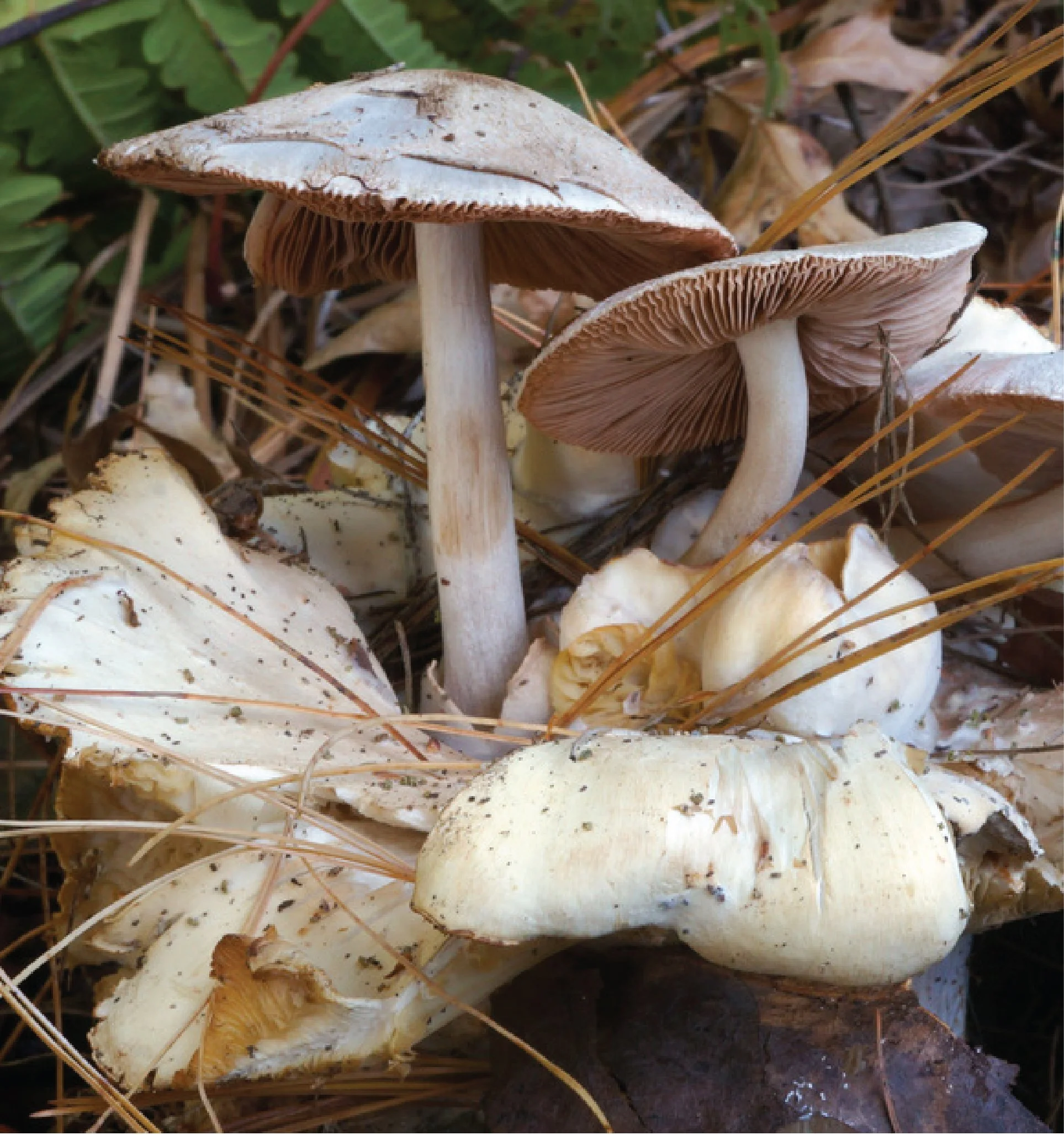 NE Rare Fungi Challenge-08.jpg