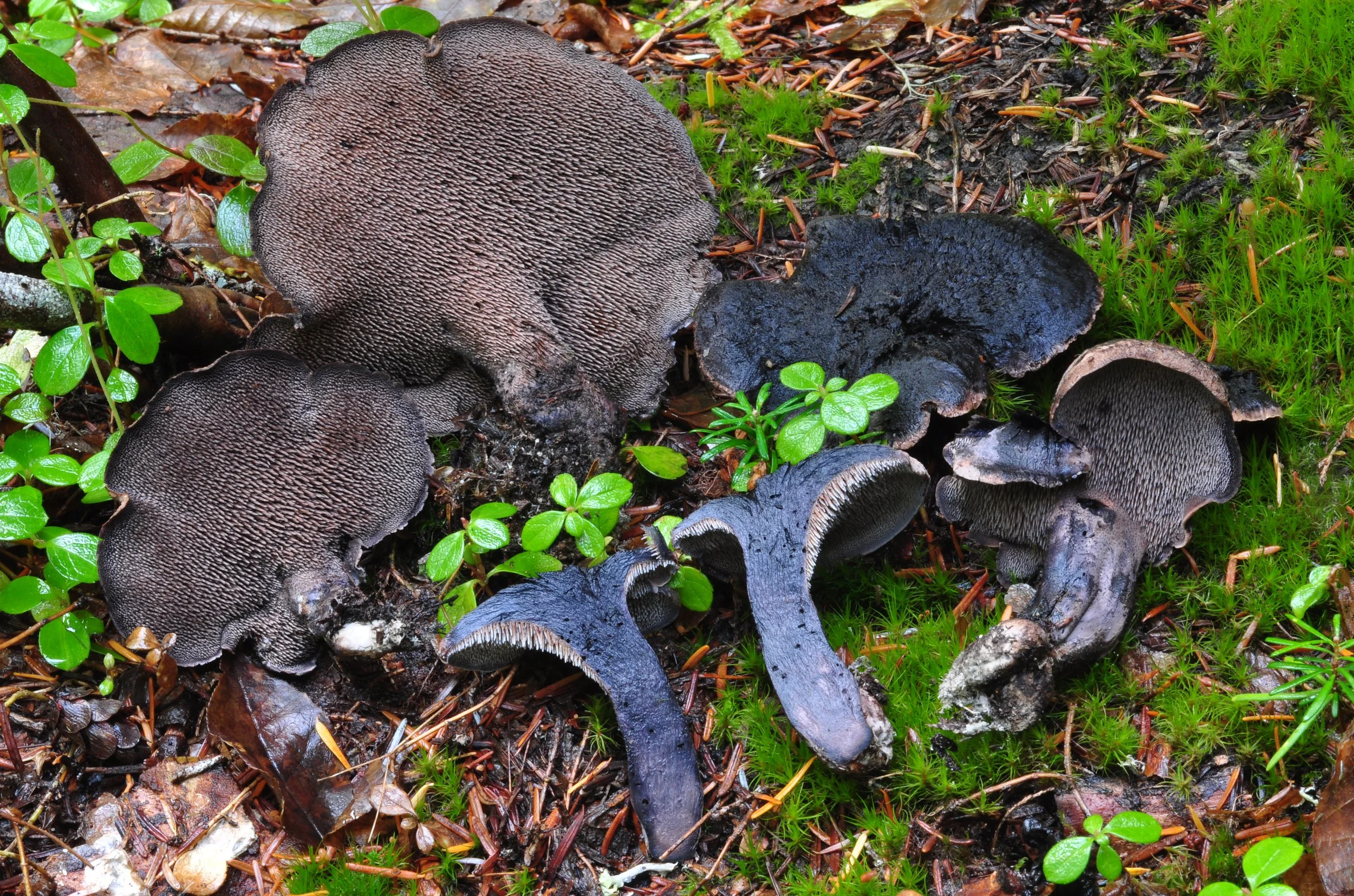 NS4501_Hydnellum fuscoindicum_FR88-TroutLake-WA_5-Oct-2019.jpg