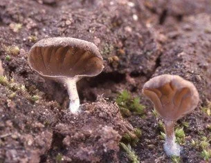 Arrhenia auriscalpium by Vera Evenson.jpg