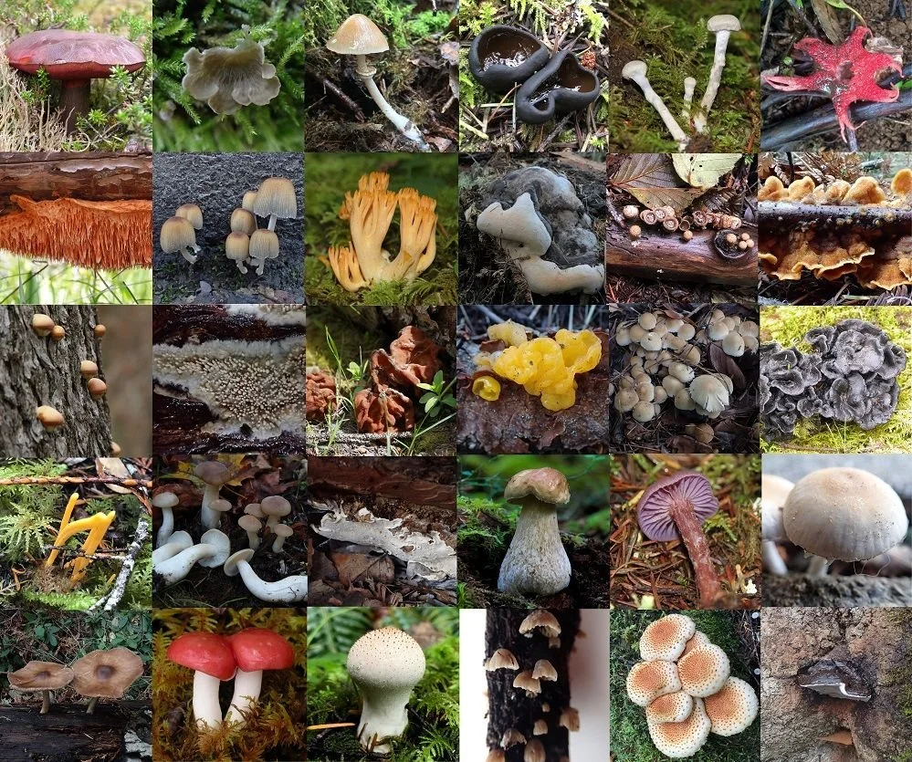 Fungus_Collage-01_-_Smaller.jpg