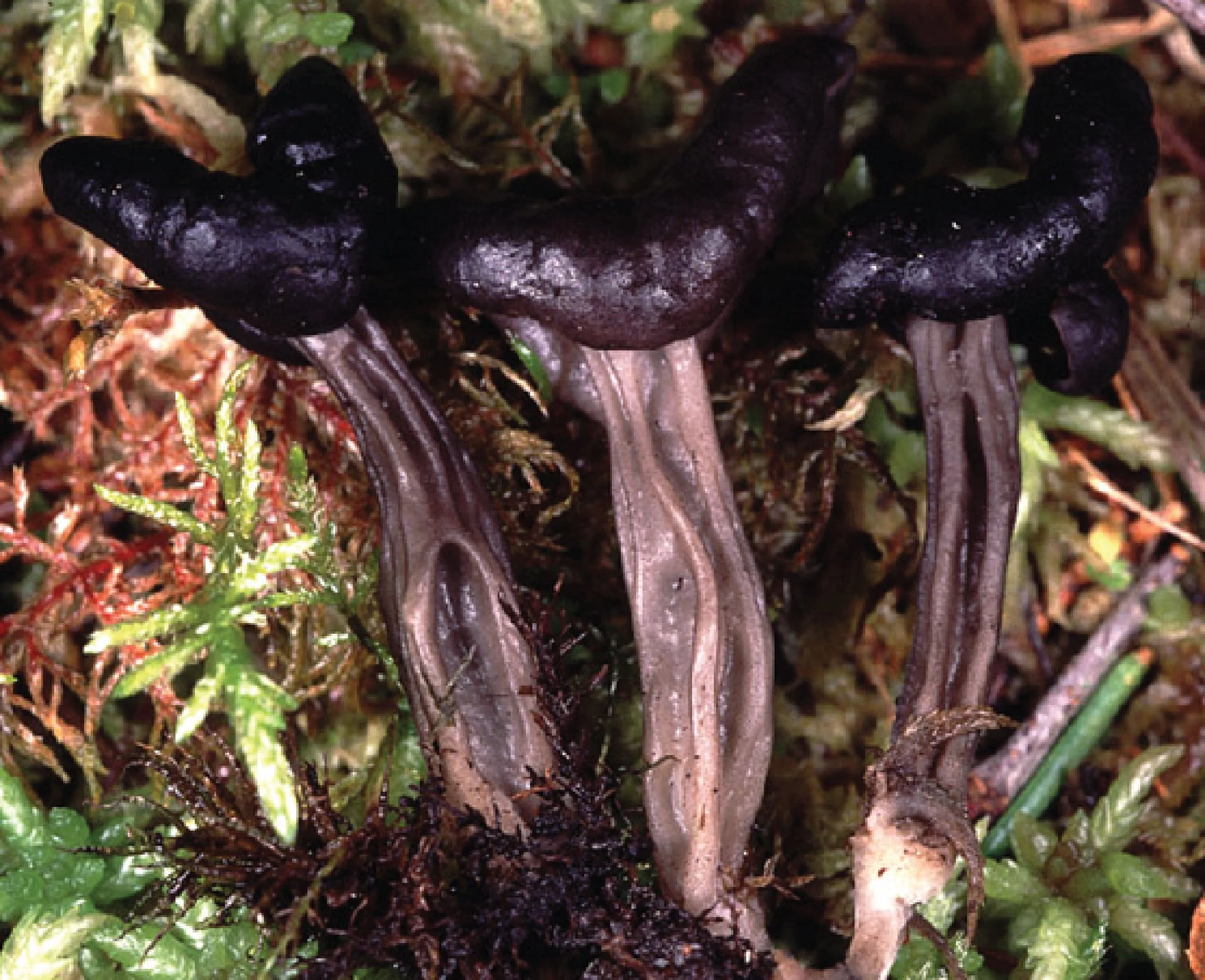 NE Rare Fungi Challenge-14.jpg