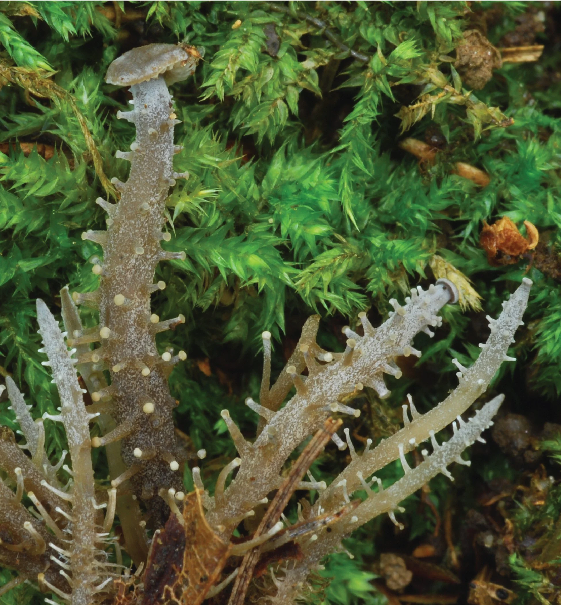 NE Rare Fungi Challenge-15.jpg