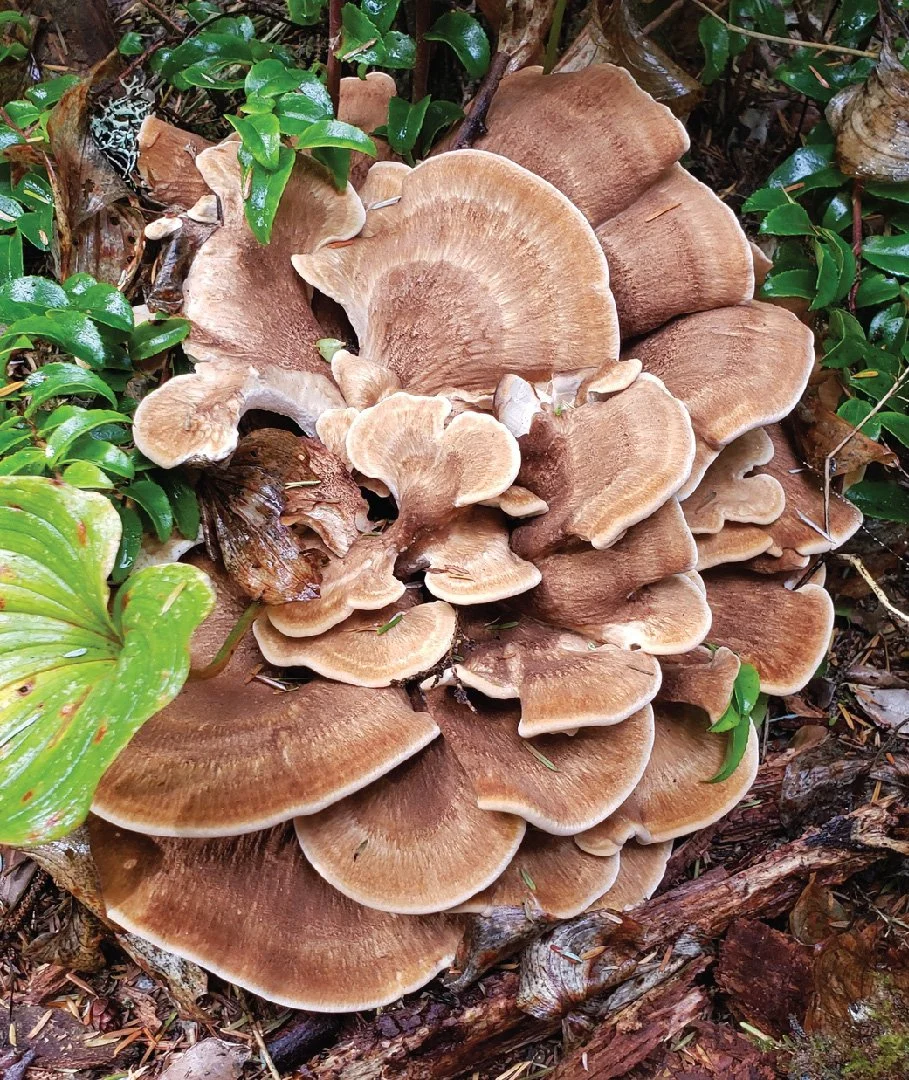 WC Rare Fungi Challenge poster-05.jpg