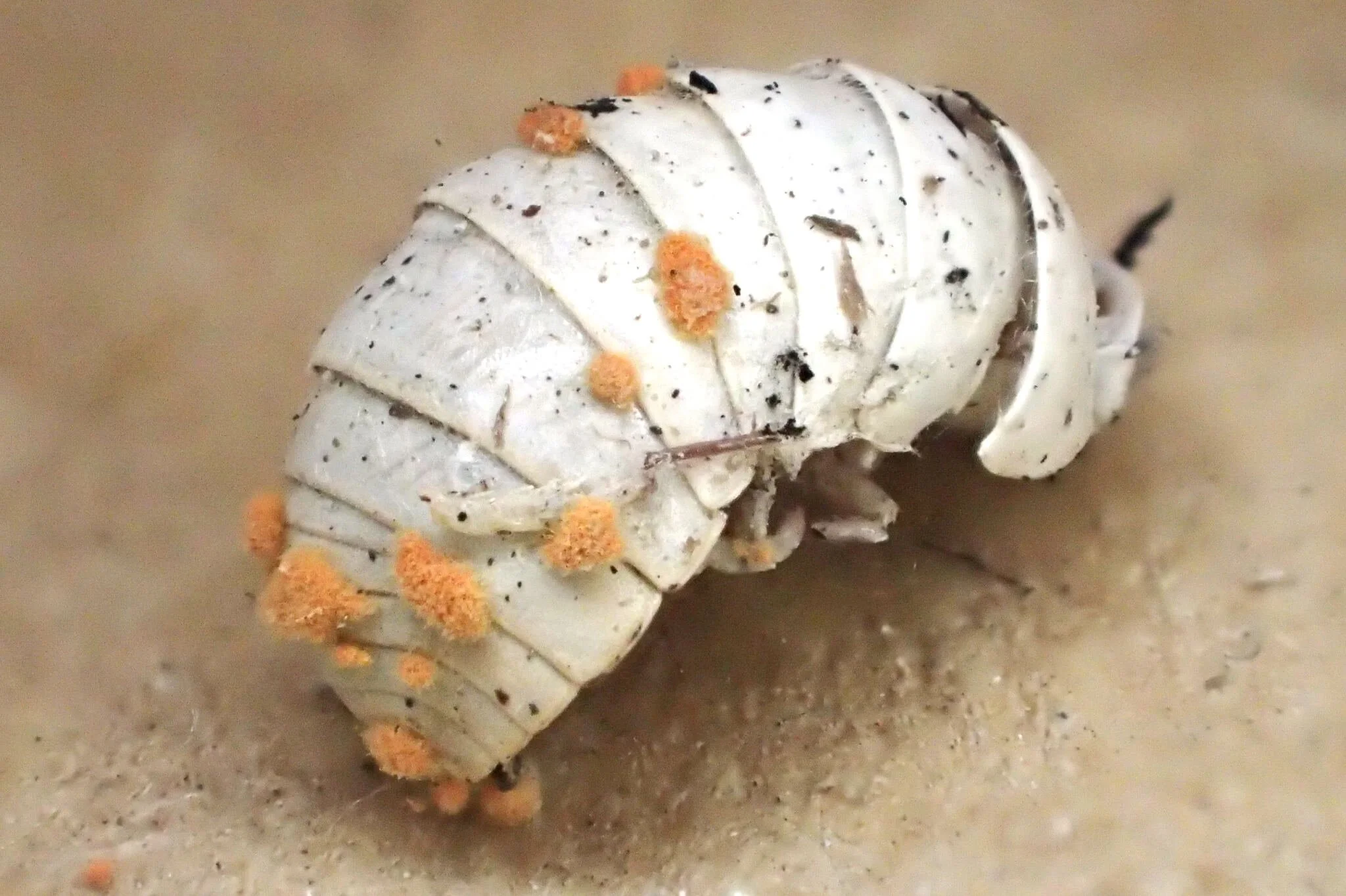 pillbug_Damon-Tighe.jpg