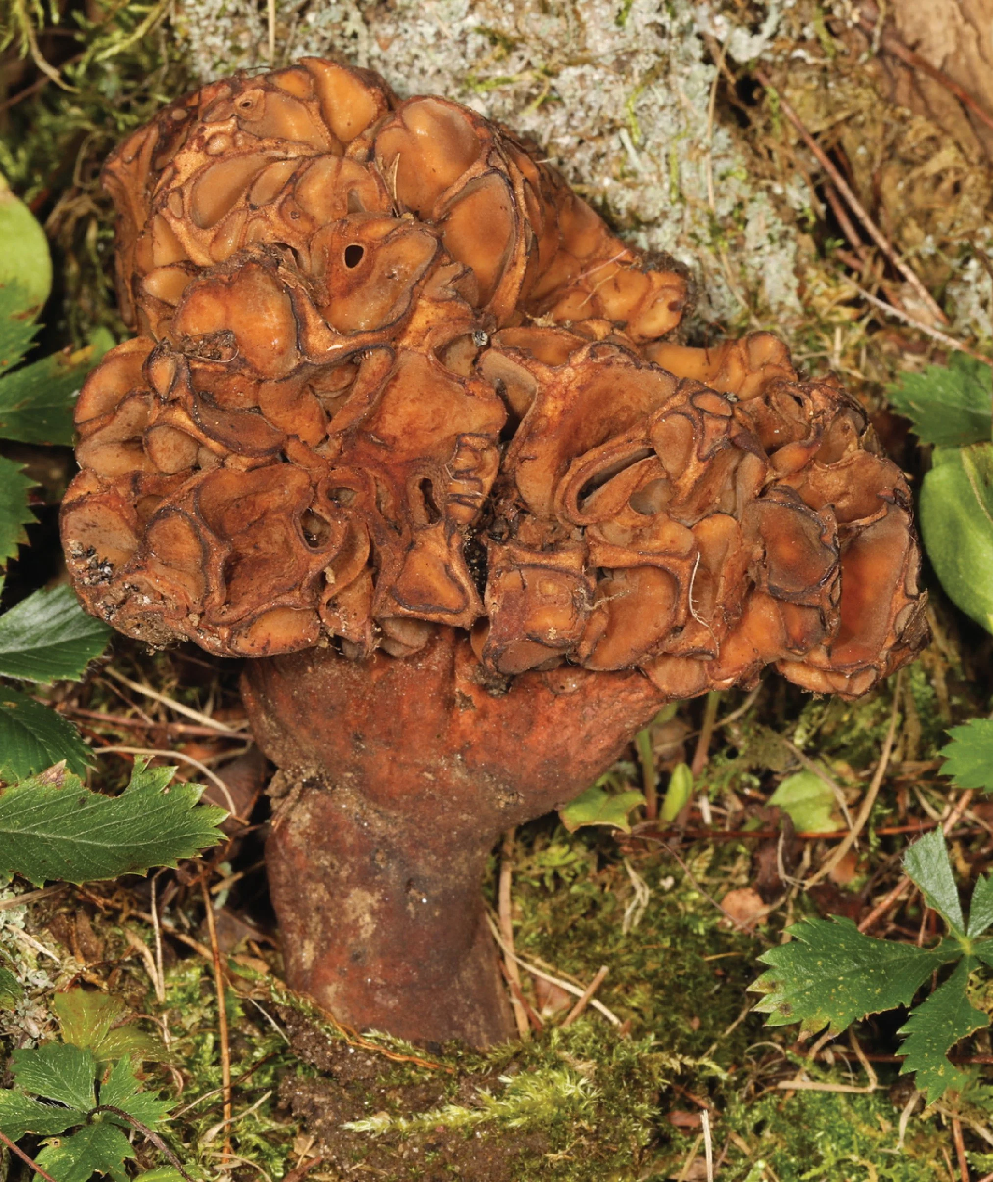 SE Rare Fungi-01.jpg