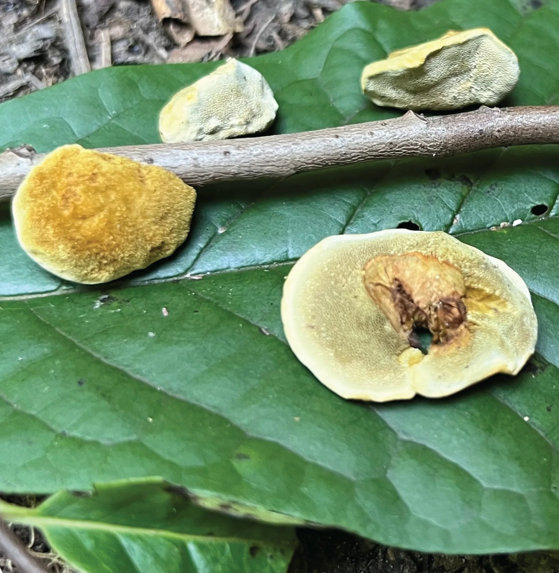 SE Rare Fungi-10.jpg