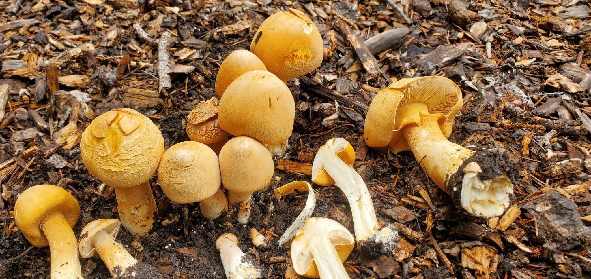 Phaeolepiota aurea by John Michellotti.jpeg
