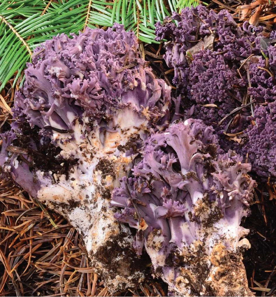 WC Rare Fungi Challenge poster-11.jpg