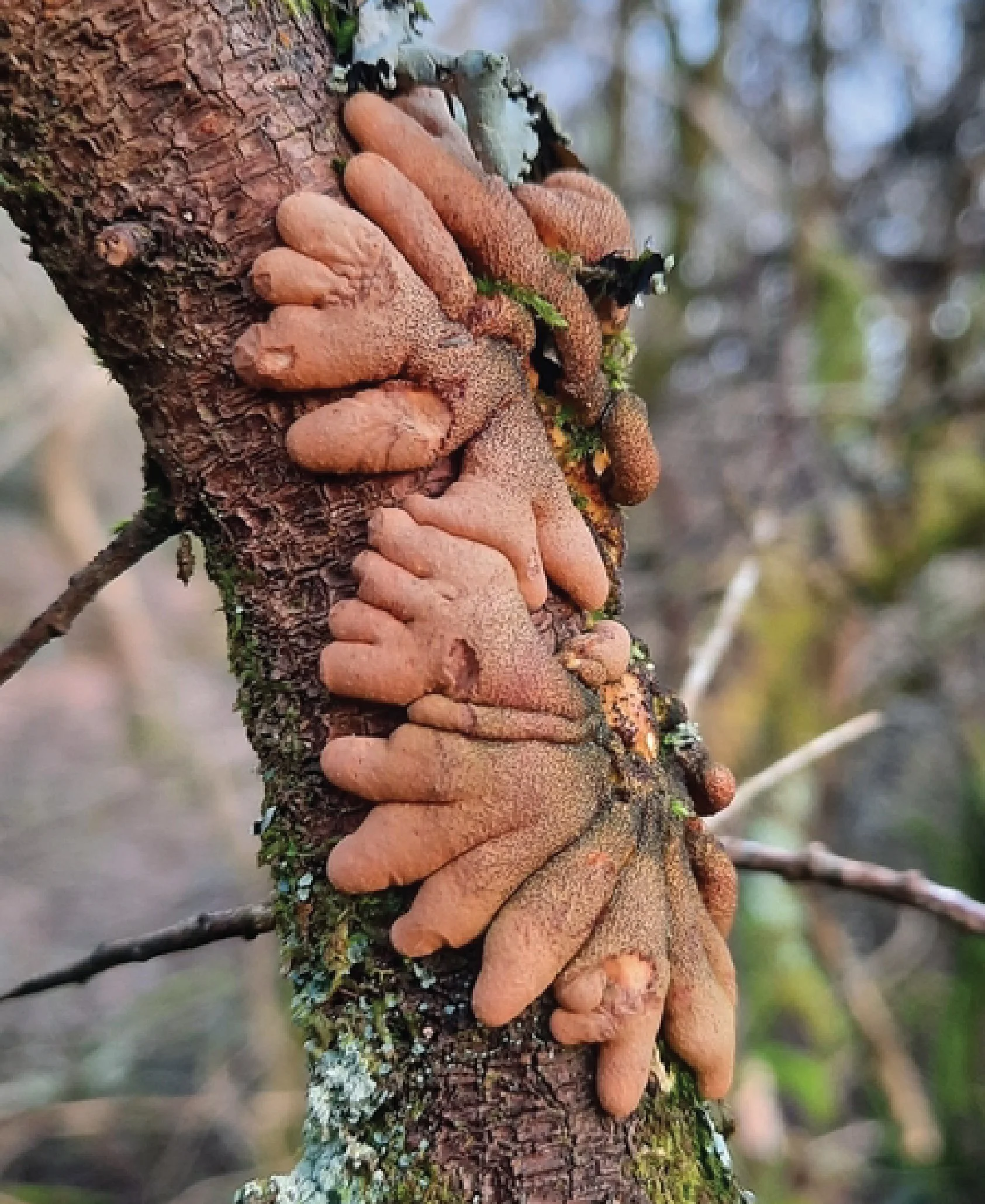 NE Rare Fungi Challenge-19.jpg