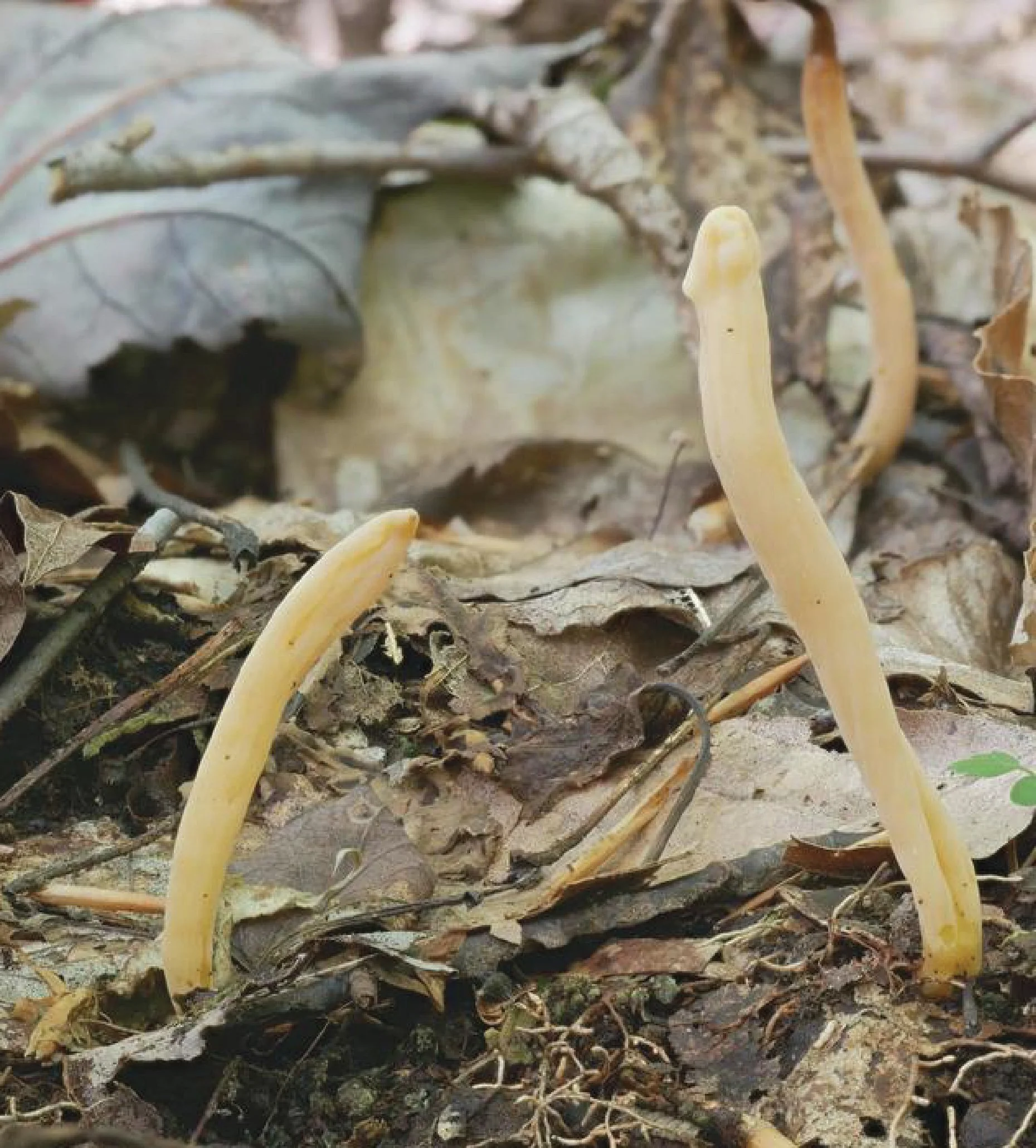 NE Rare Fungi Challenge-05.jpg