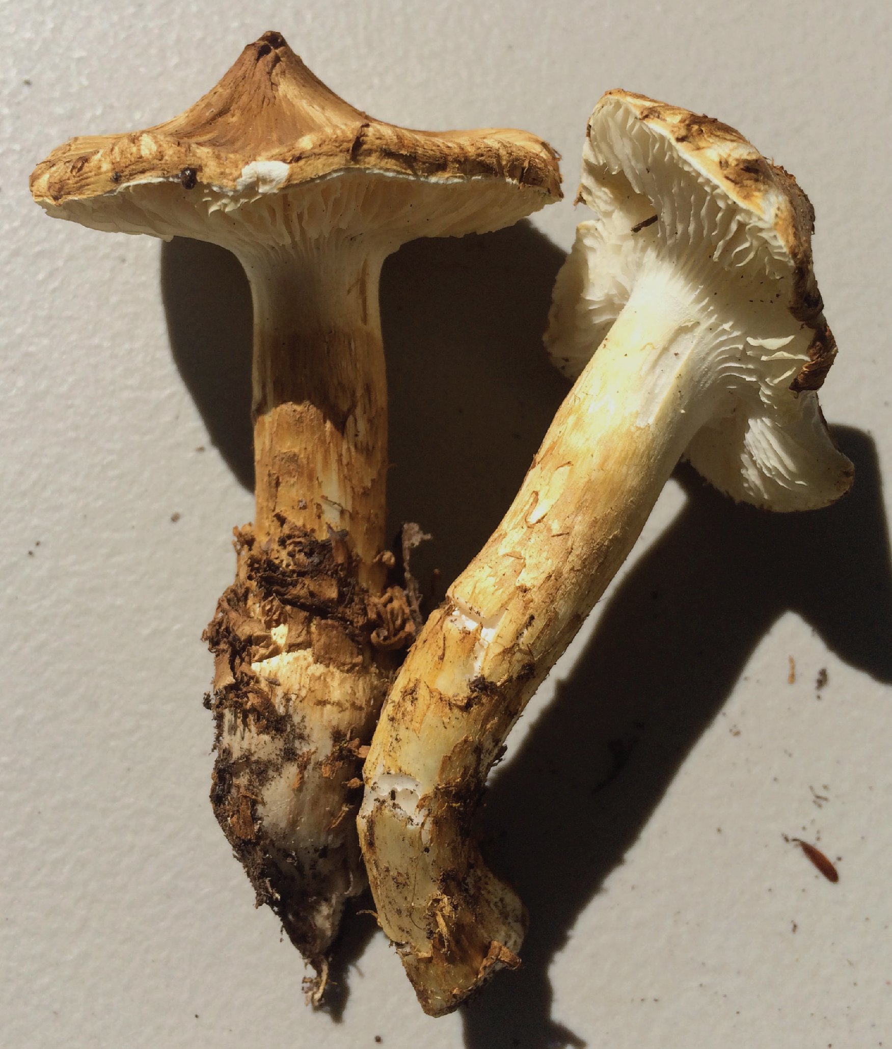 NE Rare Fungi Challenge-20.jpg