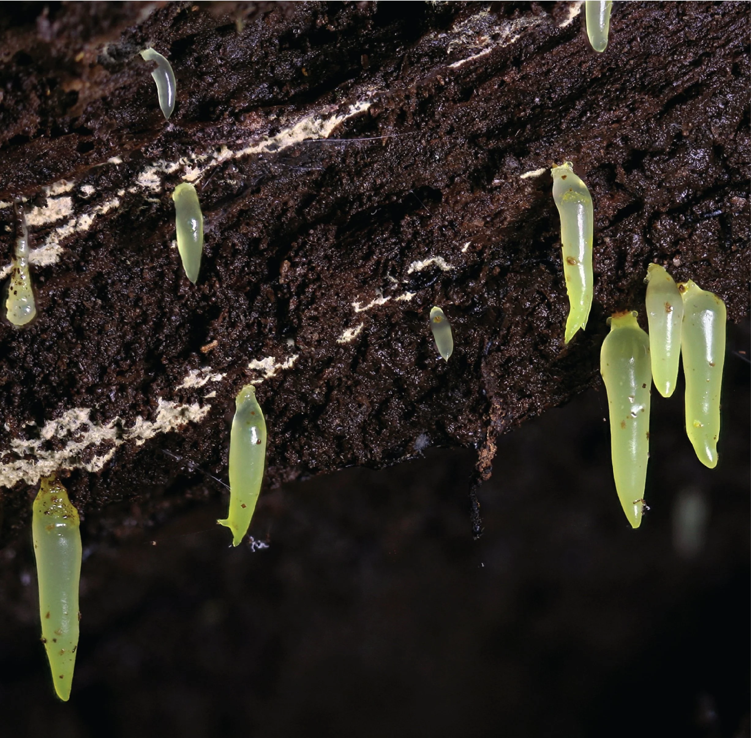 SE Rare Fungi-02.jpg