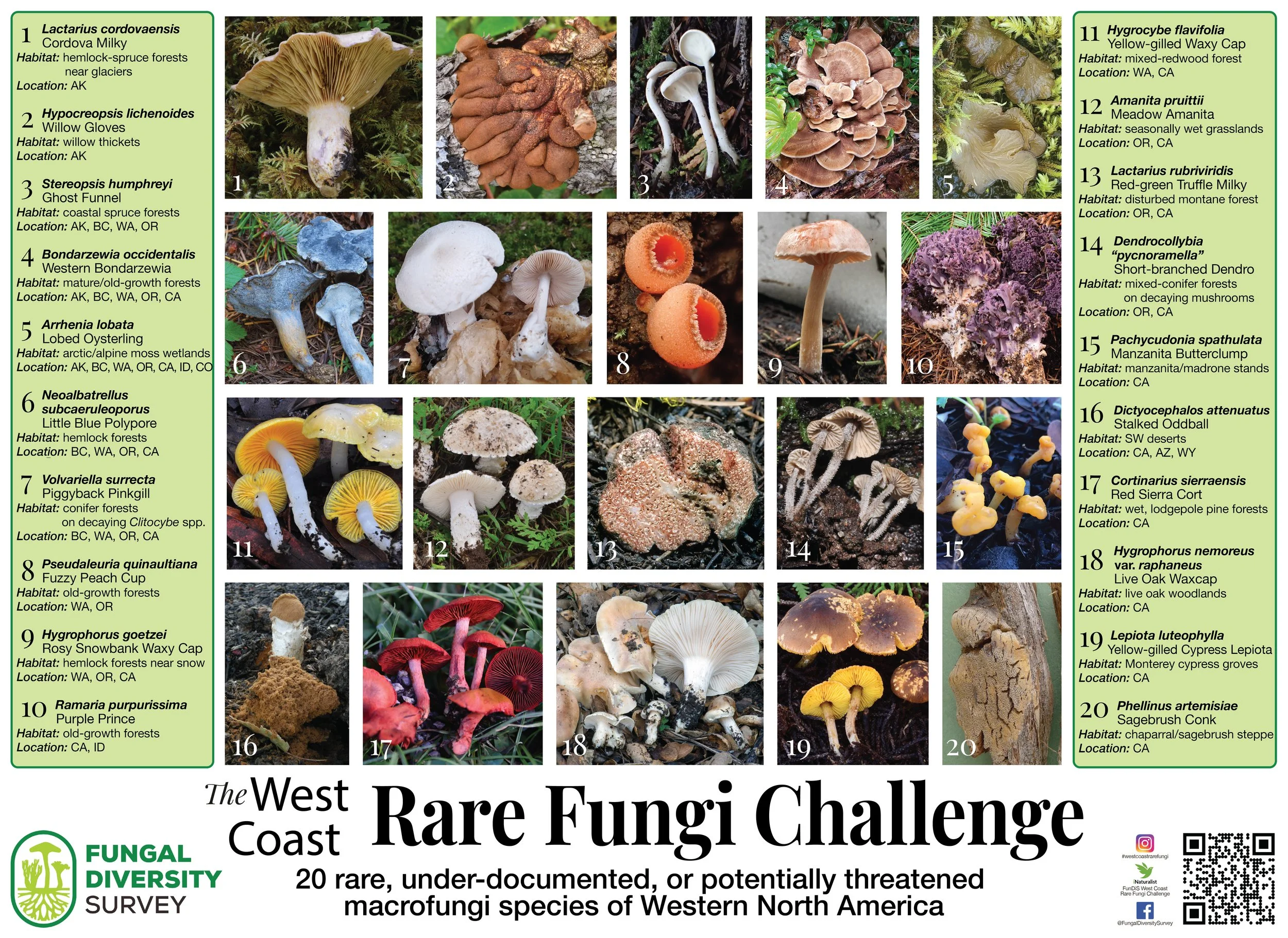 WC Rare Fungi Challenge poster-01.jpg