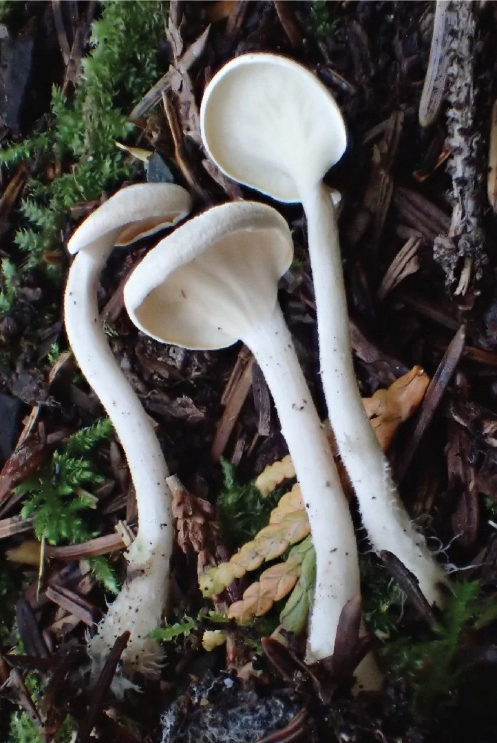 WC Rare Fungi Challenge poster-04.jpg