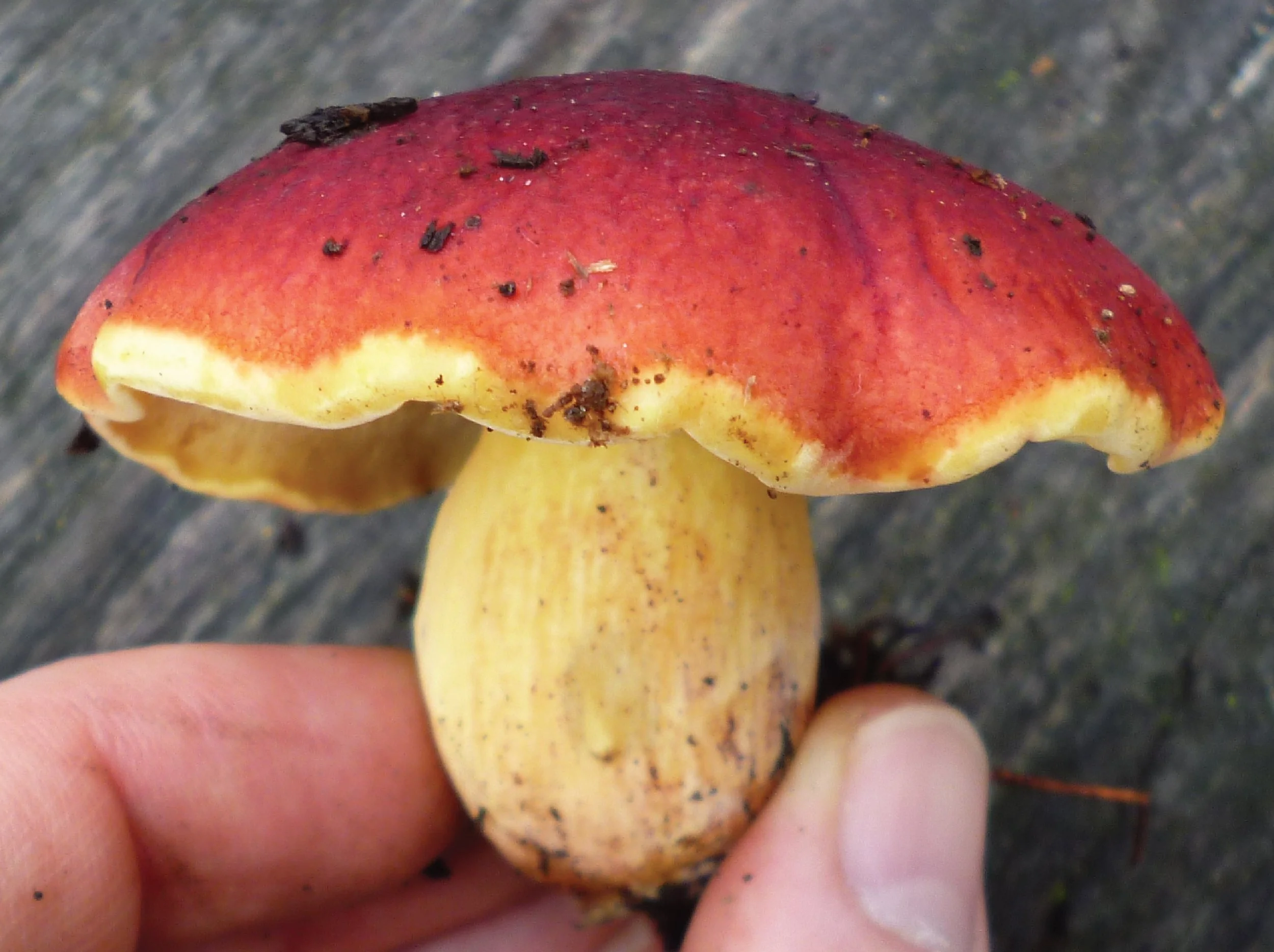 NE Rare Fungi Challenge-02.jpg