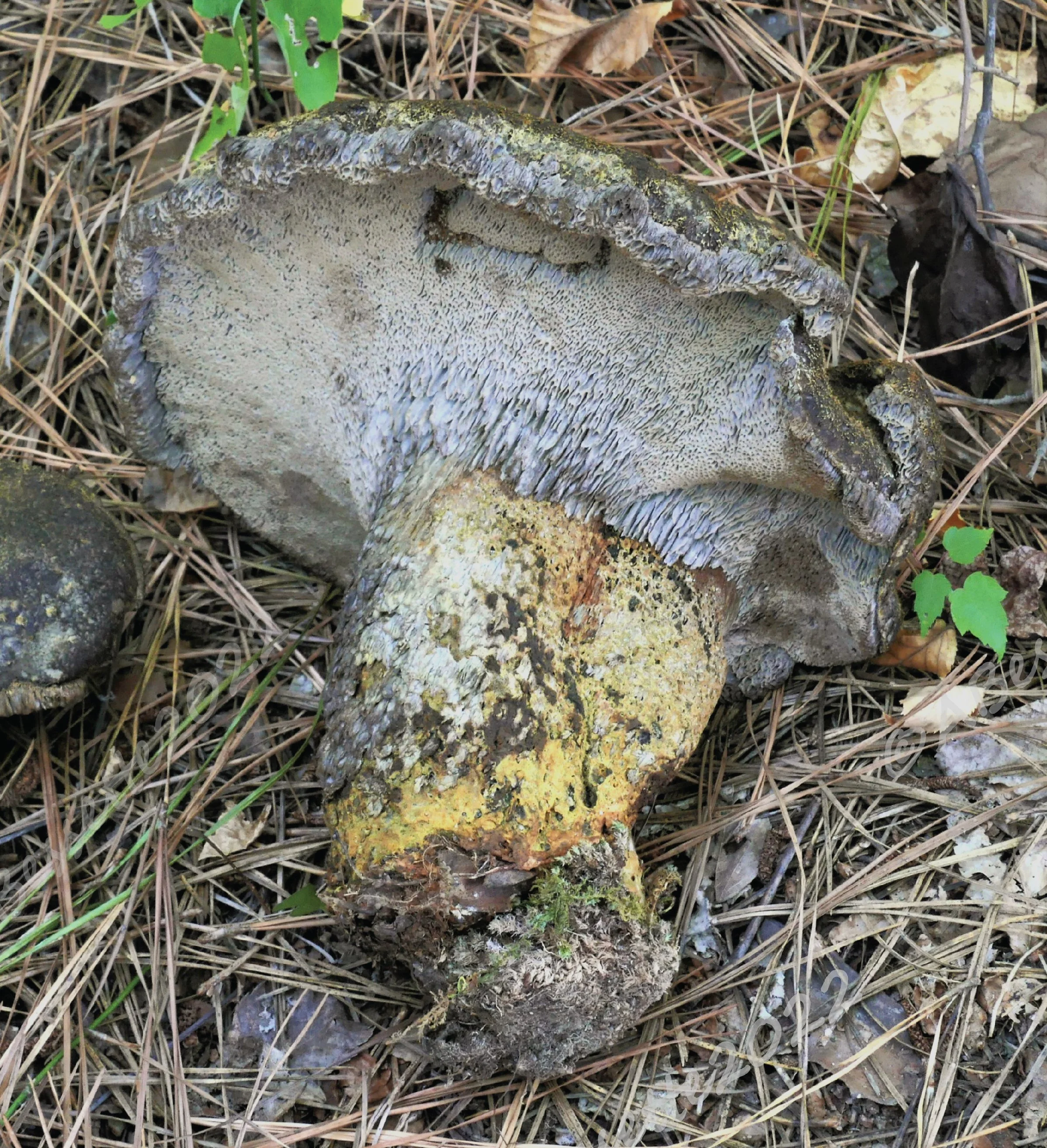 SE Rare Fungi-14.jpg