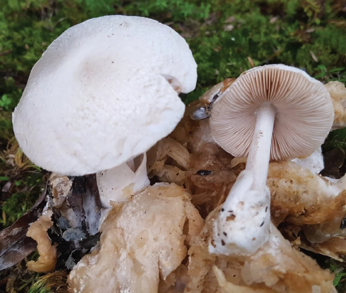 WC Rare Fungi Challenge poster-08.jpg
