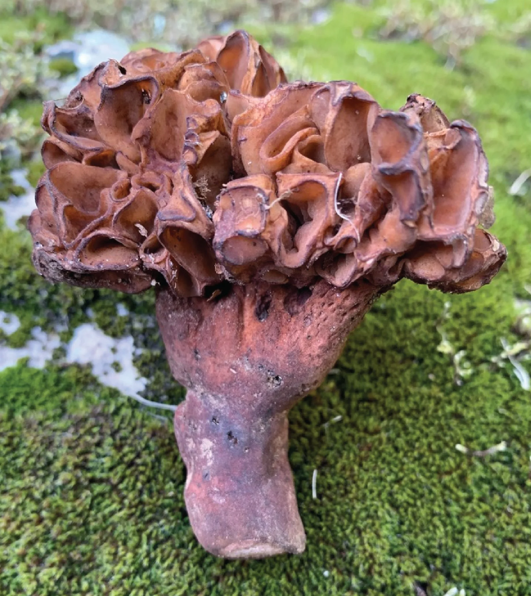 NE Rare Fungi Challenge-18.jpg