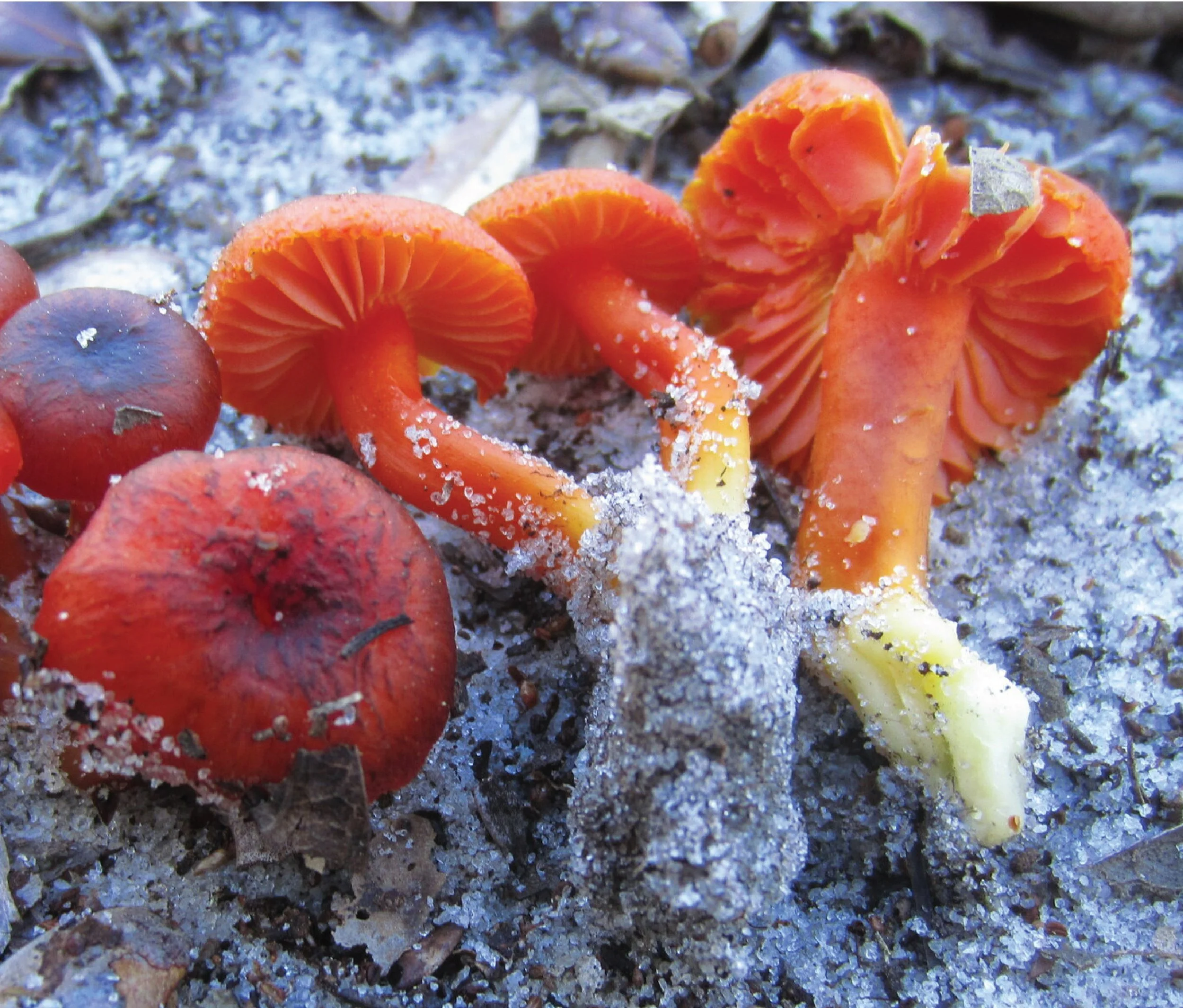 SE Rare Fungi-18.jpg