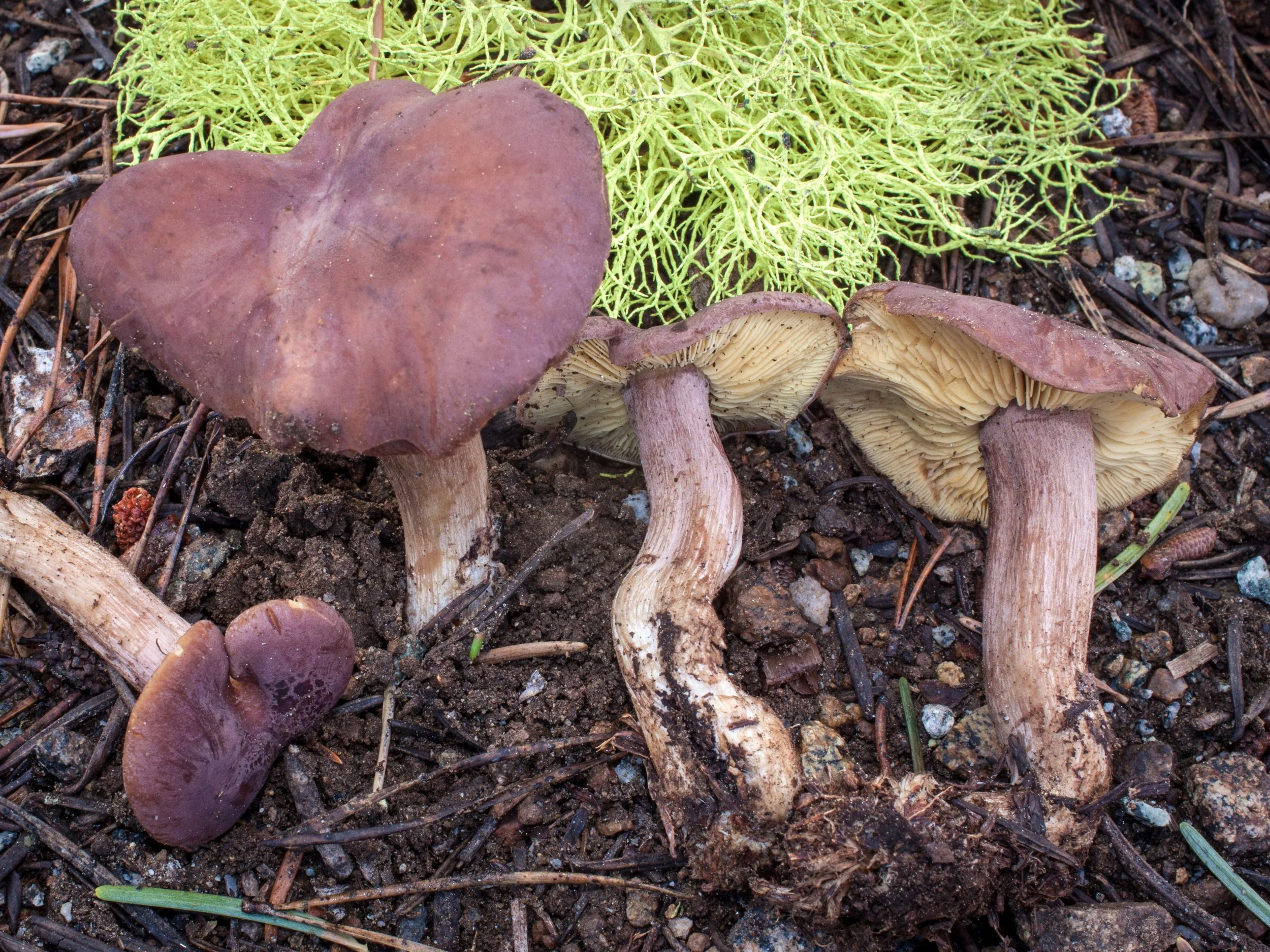 Calocybe onychina by Noah Siegel.jpg