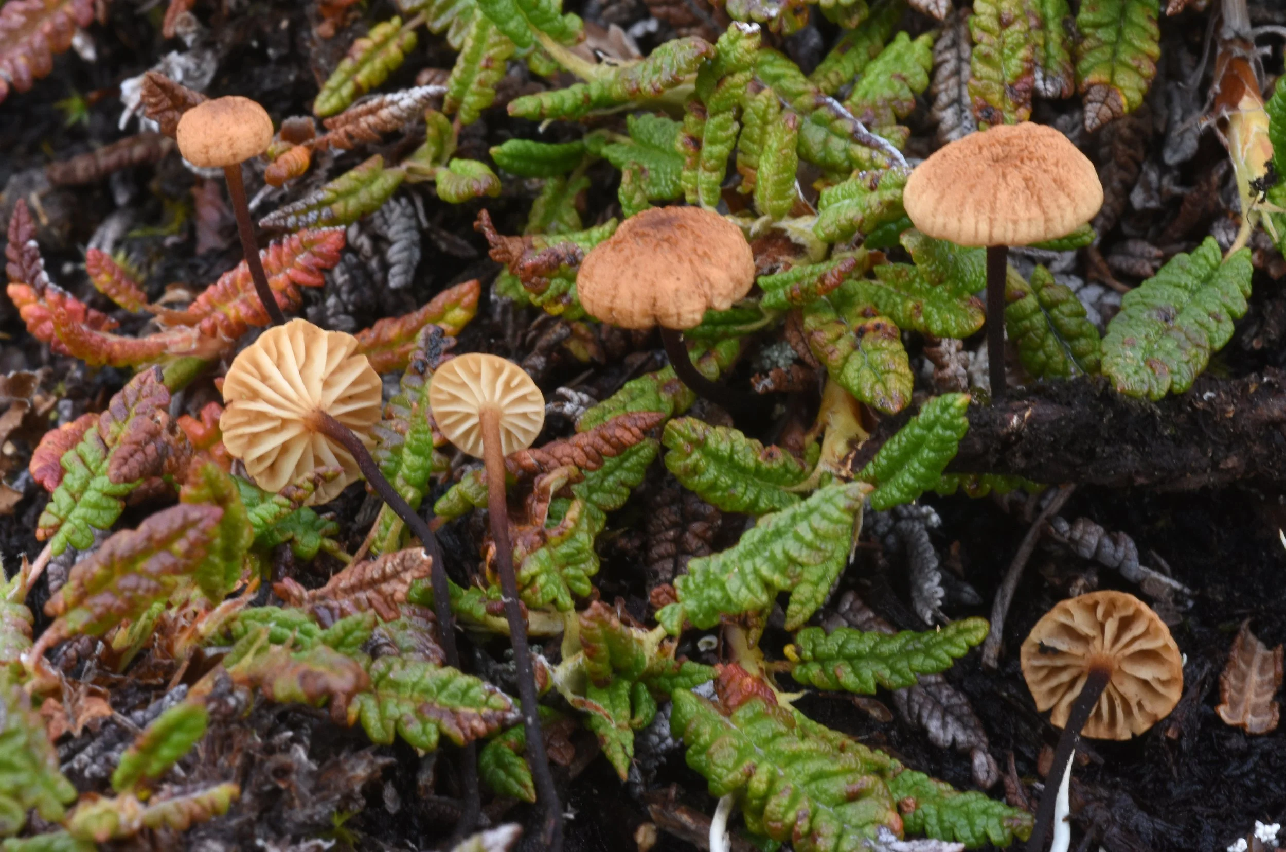 Rhizomarasmius epidryas_Q_CrowPass-AK_22-Aug-2018_NS.jpg
