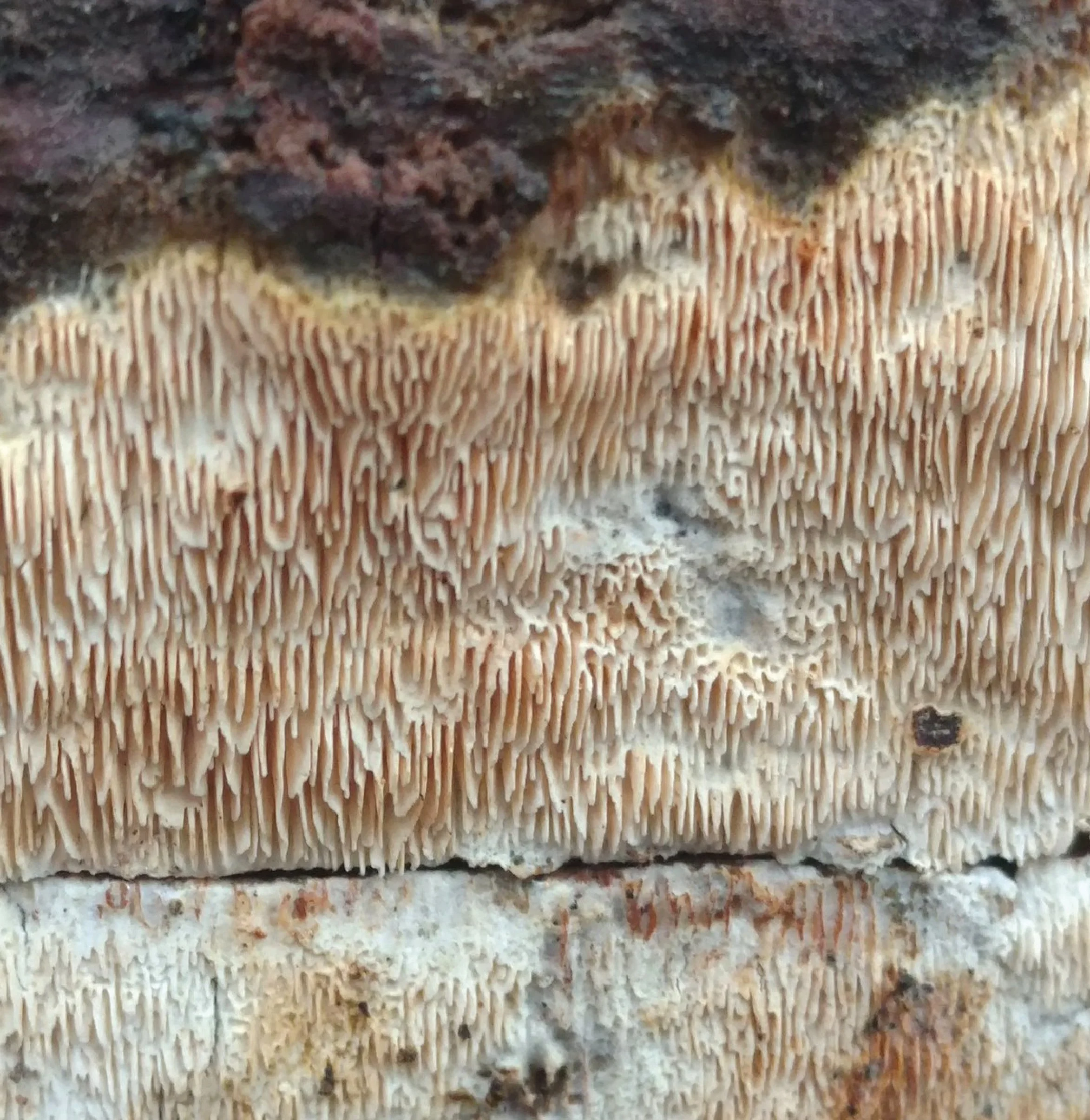 SE Rare Fungi-03.jpg