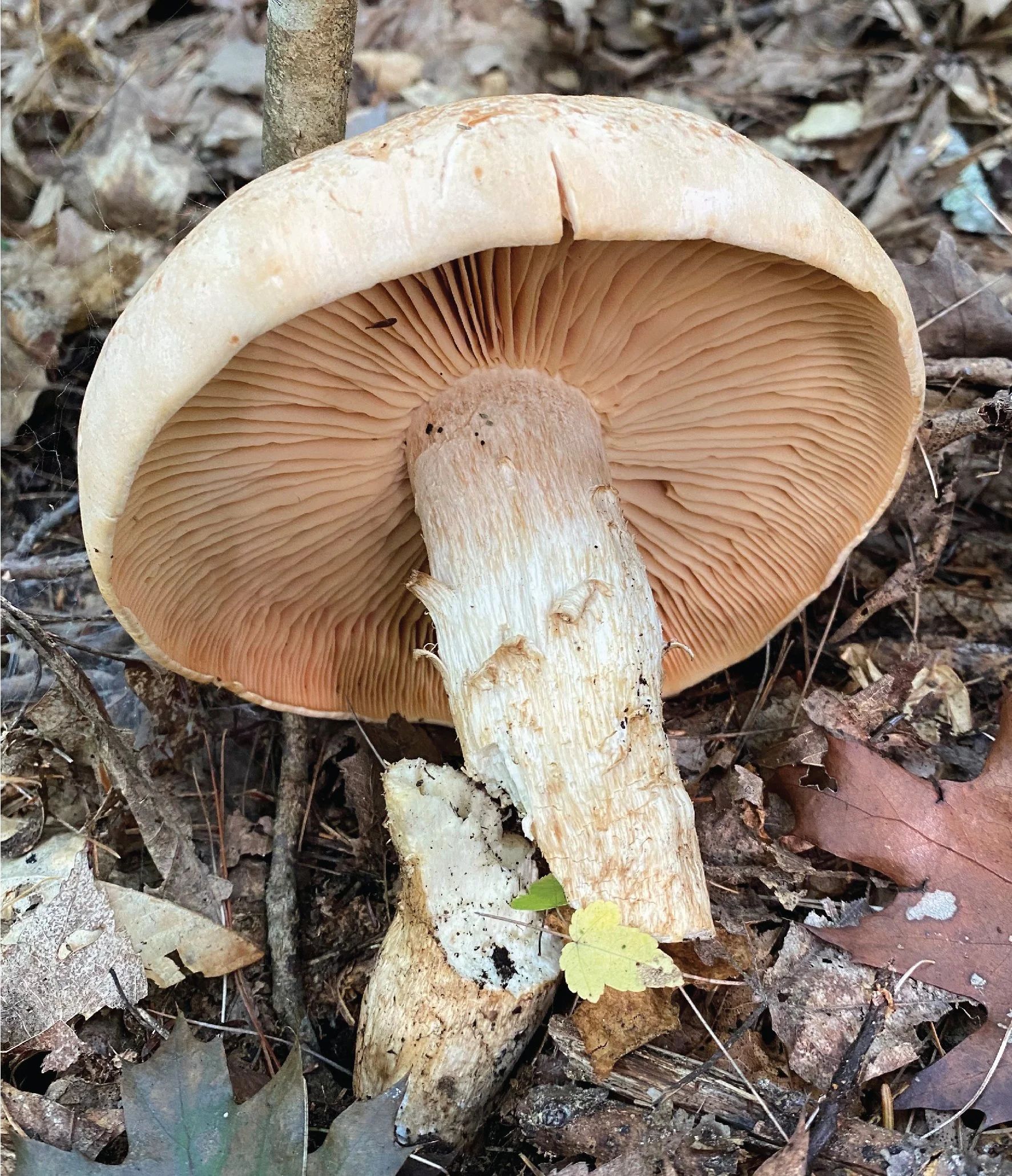 NE Rare Fungi Challenge-06.jpg