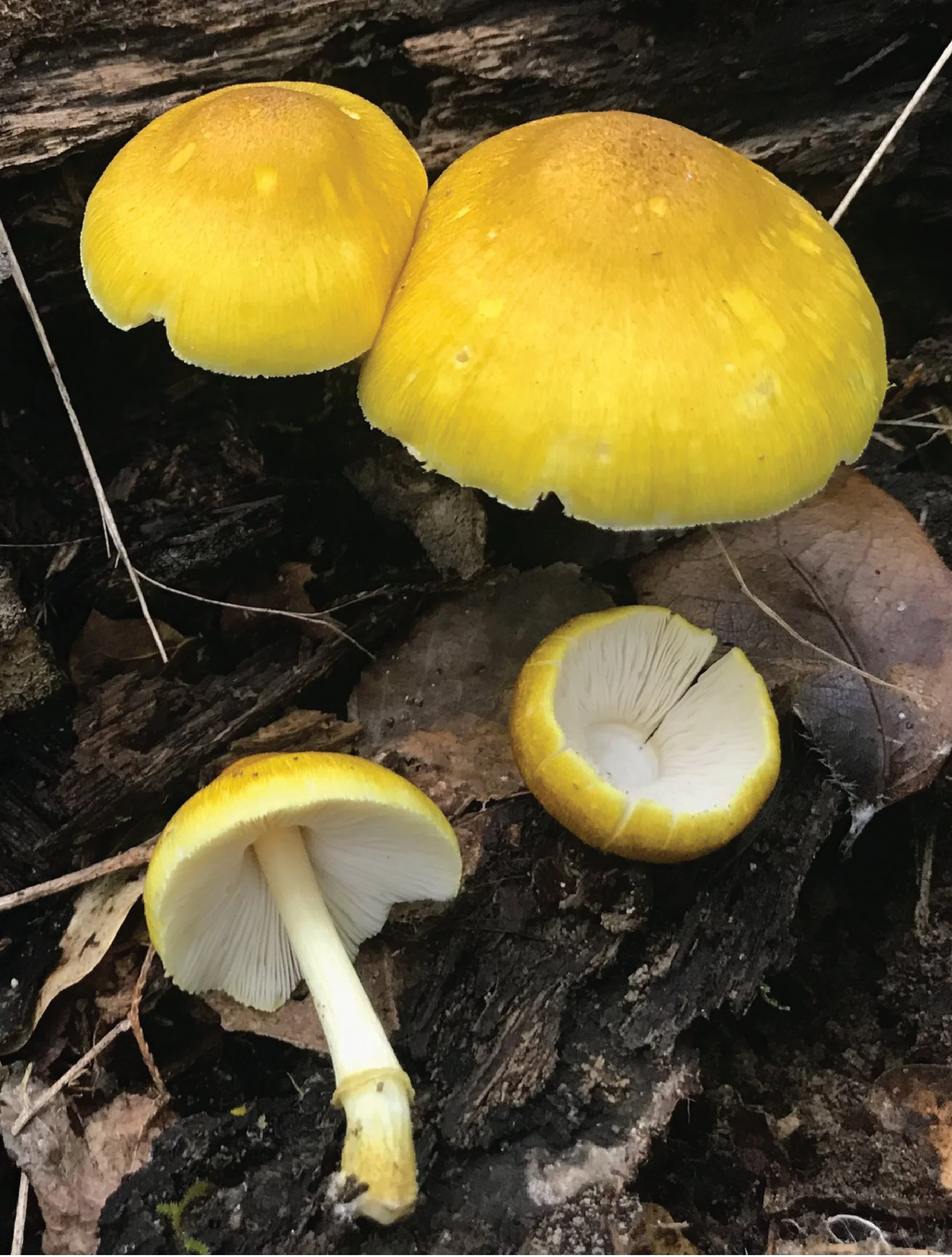 SE Rare Fungi-11.jpg